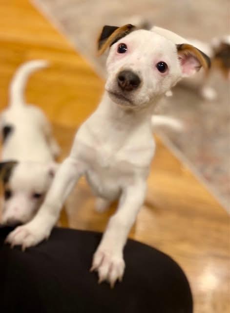 Enlarge Ash (Aka Prancer), an adopted mixed breed in Orland Park, IL image 3/6