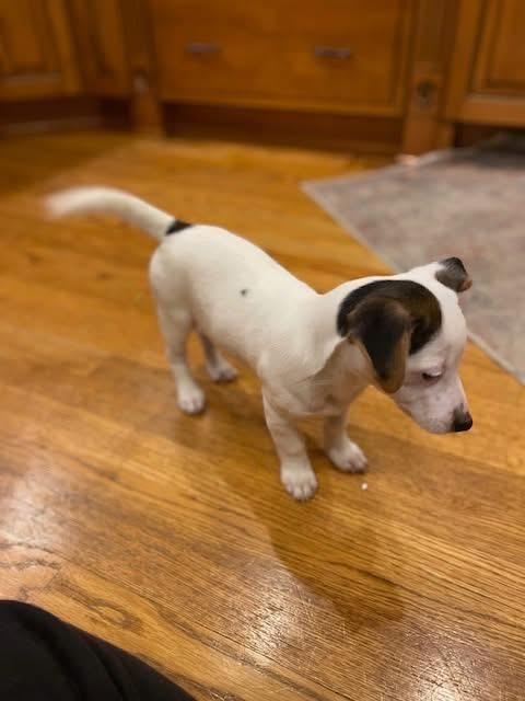 Enlarge Ash (Aka Prancer), an adopted mixed breed in Orland Park, IL image 4/6