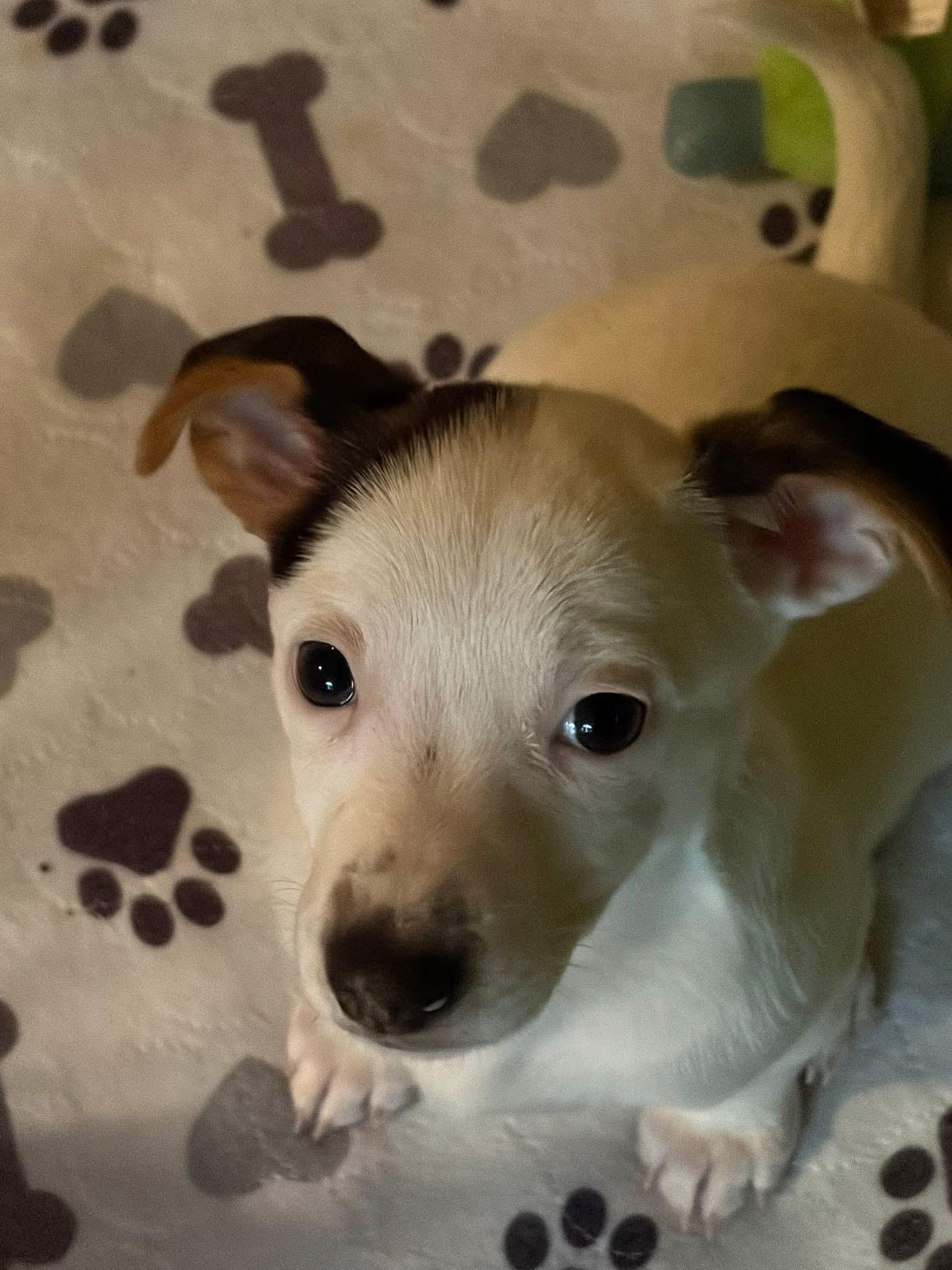 Enlarge Ash (Aka Prancer), an adopted mixed breed in Orland Park, IL image 2/6