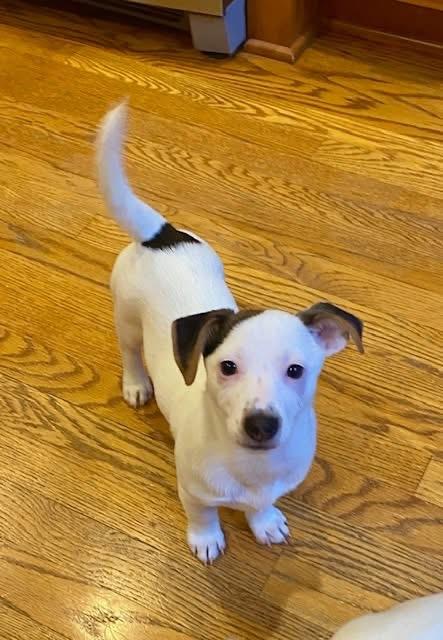 Enlarge Ash (Aka Prancer), an adopted mixed breed in Orland Park, IL image 1/6