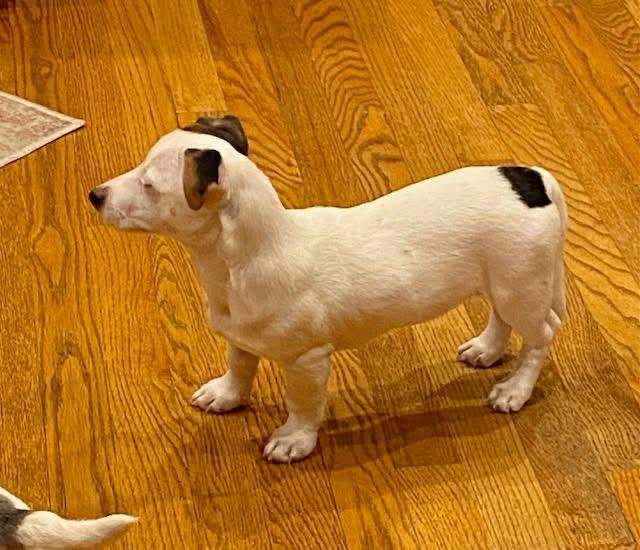 Enlarge Ash (Aka Prancer), an adopted mixed breed in Orland Park, IL image 6/6