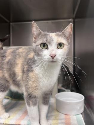 Bug, Adoptable, Adult Female Domestic Short Hair & Domestic Short Hair.