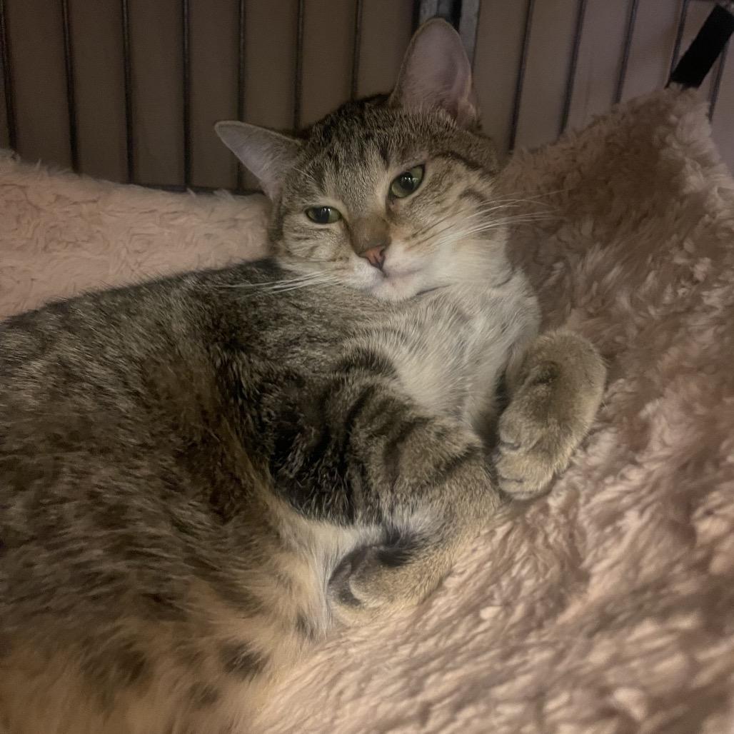 Gizmo, Adoptable, Young Male Domestic Short Hair.