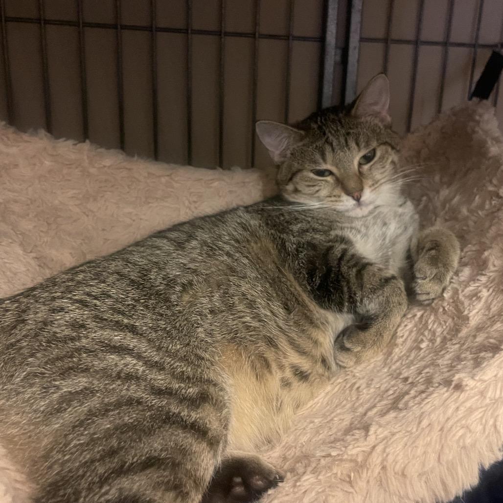 Gizmo, a Adoptable Domestic Short Hair in Sand Springs, OK image 2/3