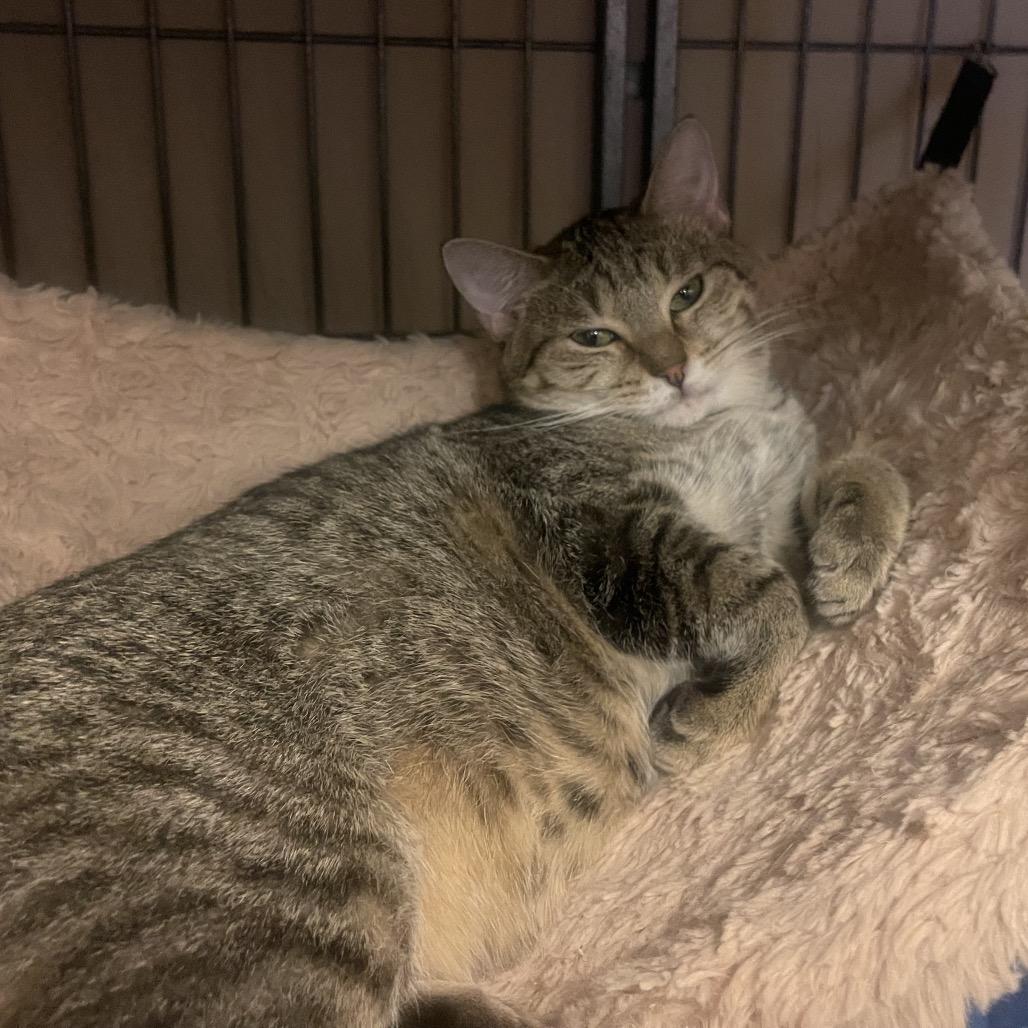 Gizmo, a Adoptable Domestic Short Hair in Sand Springs, OK image 3/3