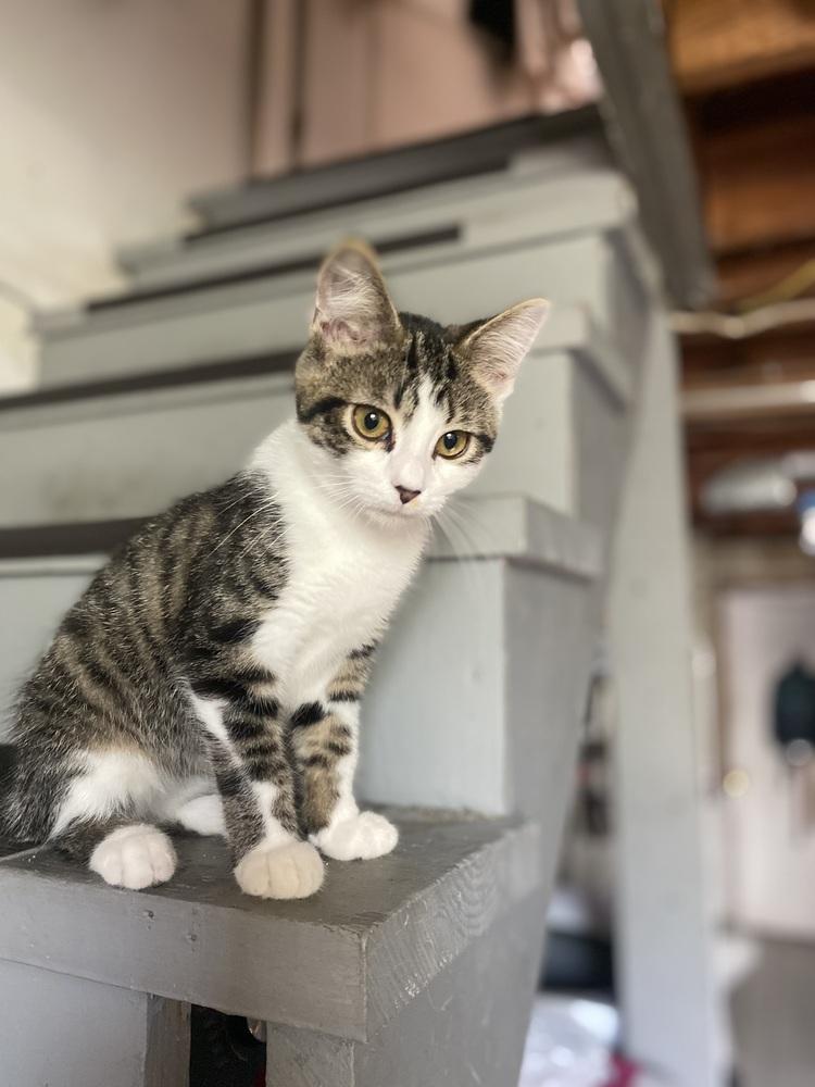 Aster, Adoptable, Kitten Female Domestic Short Hair.