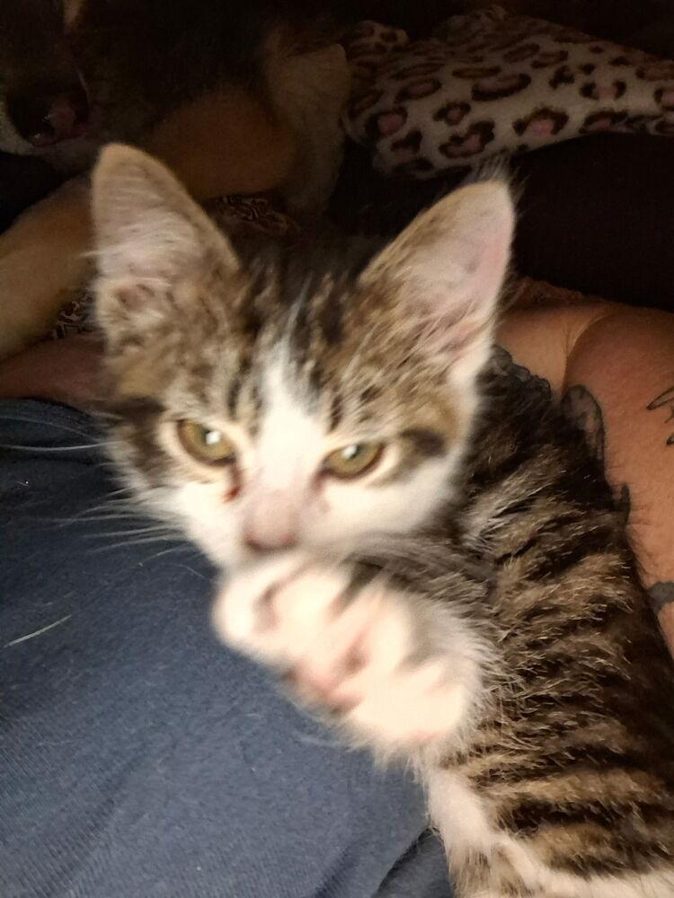 Enlarge Aster, a Adoptable Domestic Short Hair in Dayton, OH image 2/4
