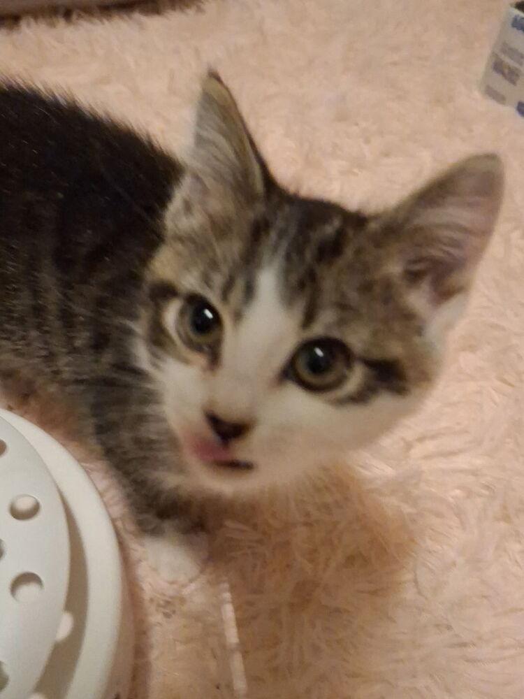 Enlarge Aster, a Adoptable Domestic Short Hair in Dayton, OH image 3/4