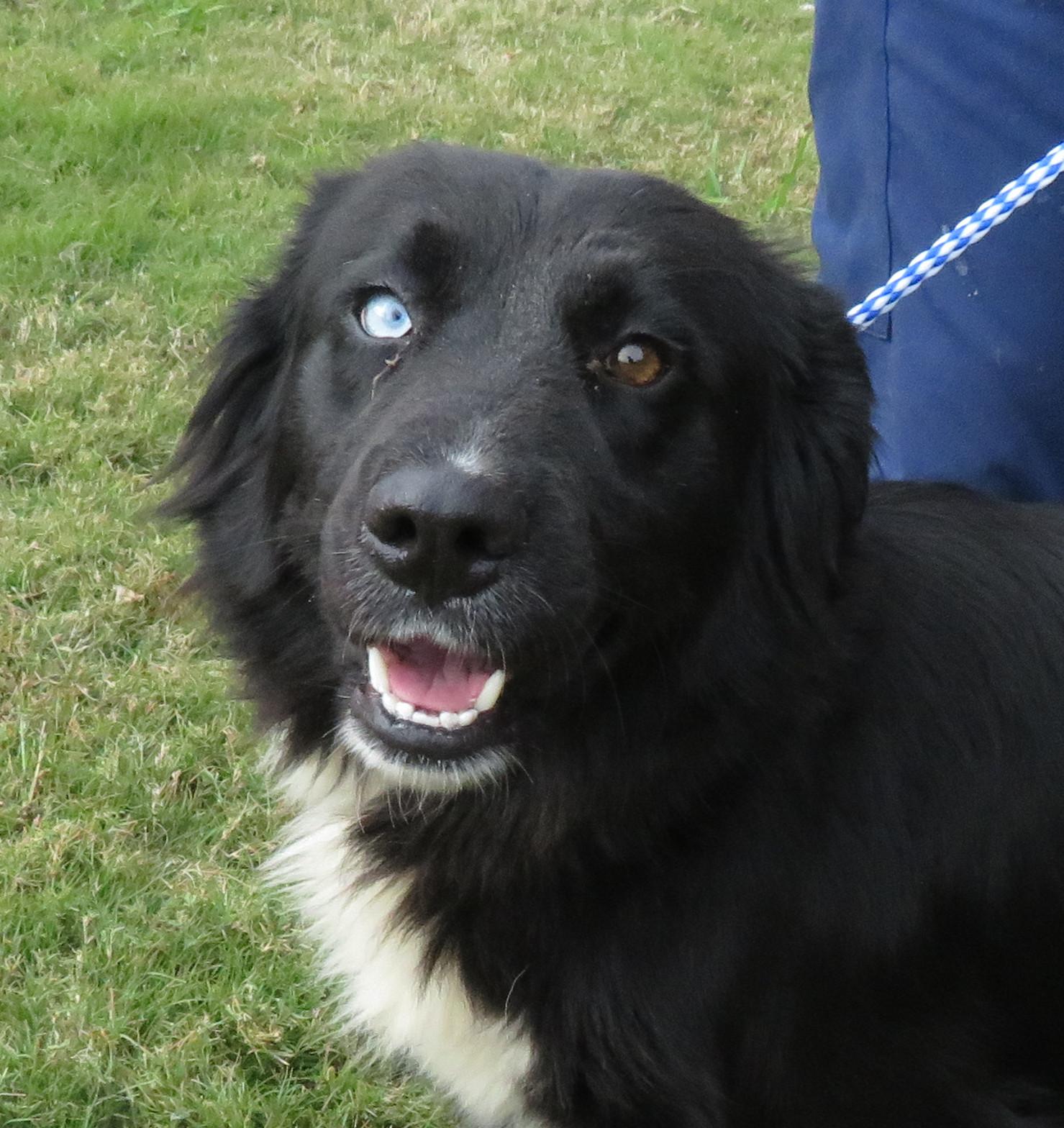 Bindi, a Adoptable mixed breed in Nesbit, MS image 2/5