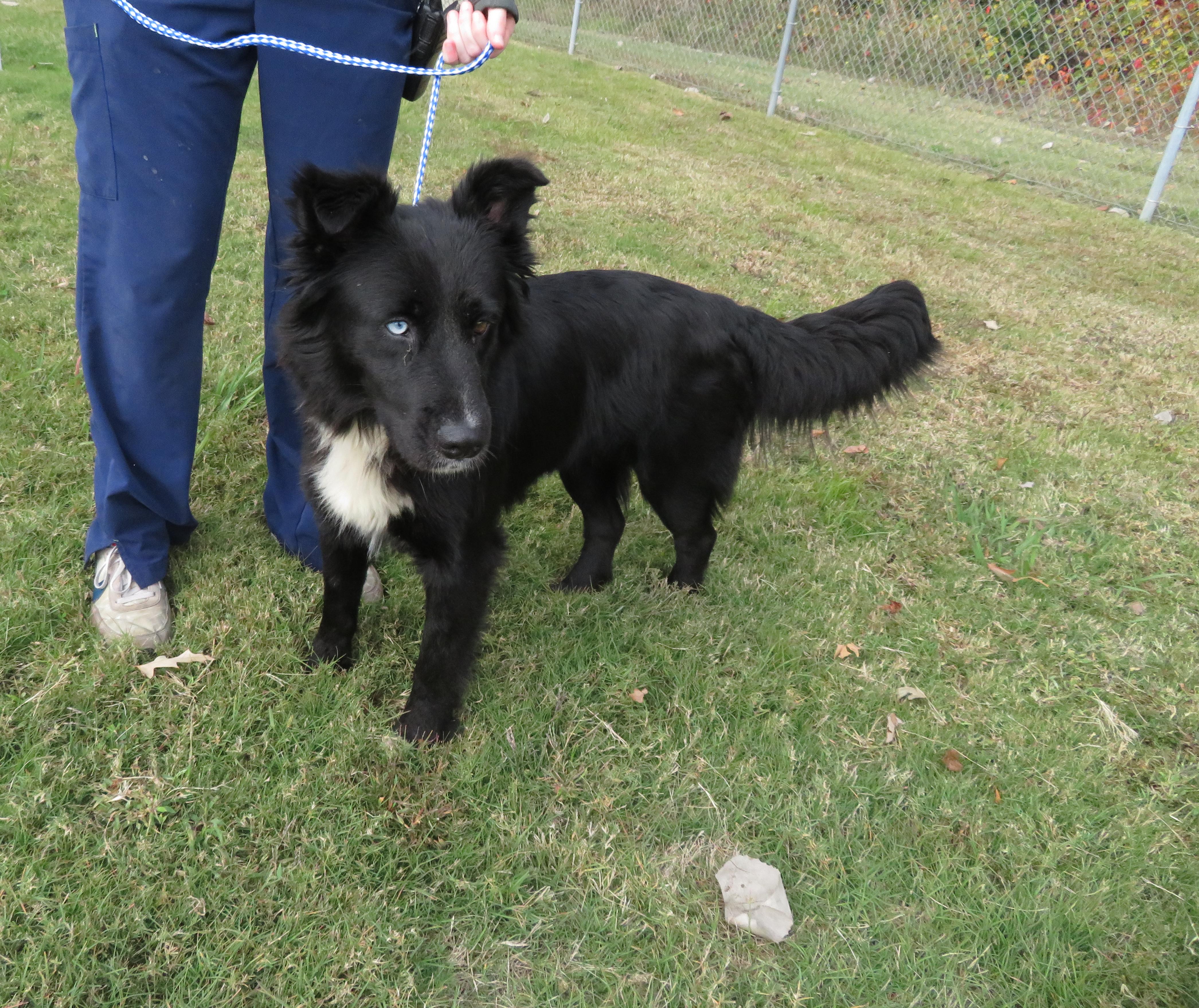 Bindi, Adoptable, Adult Female Border Collie.