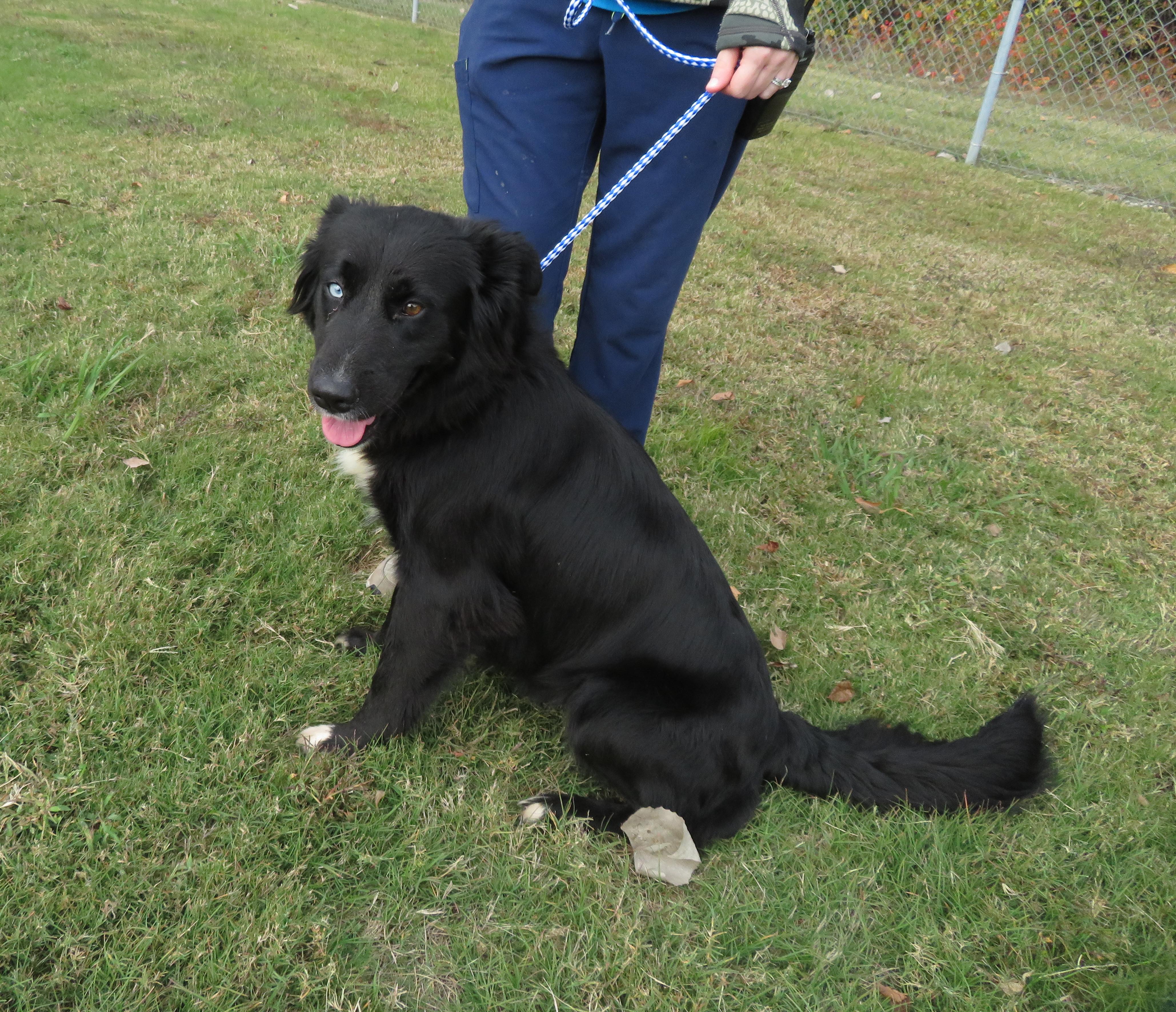 Bindi, a Adoptable mixed breed in Nesbit, MS image 4/5