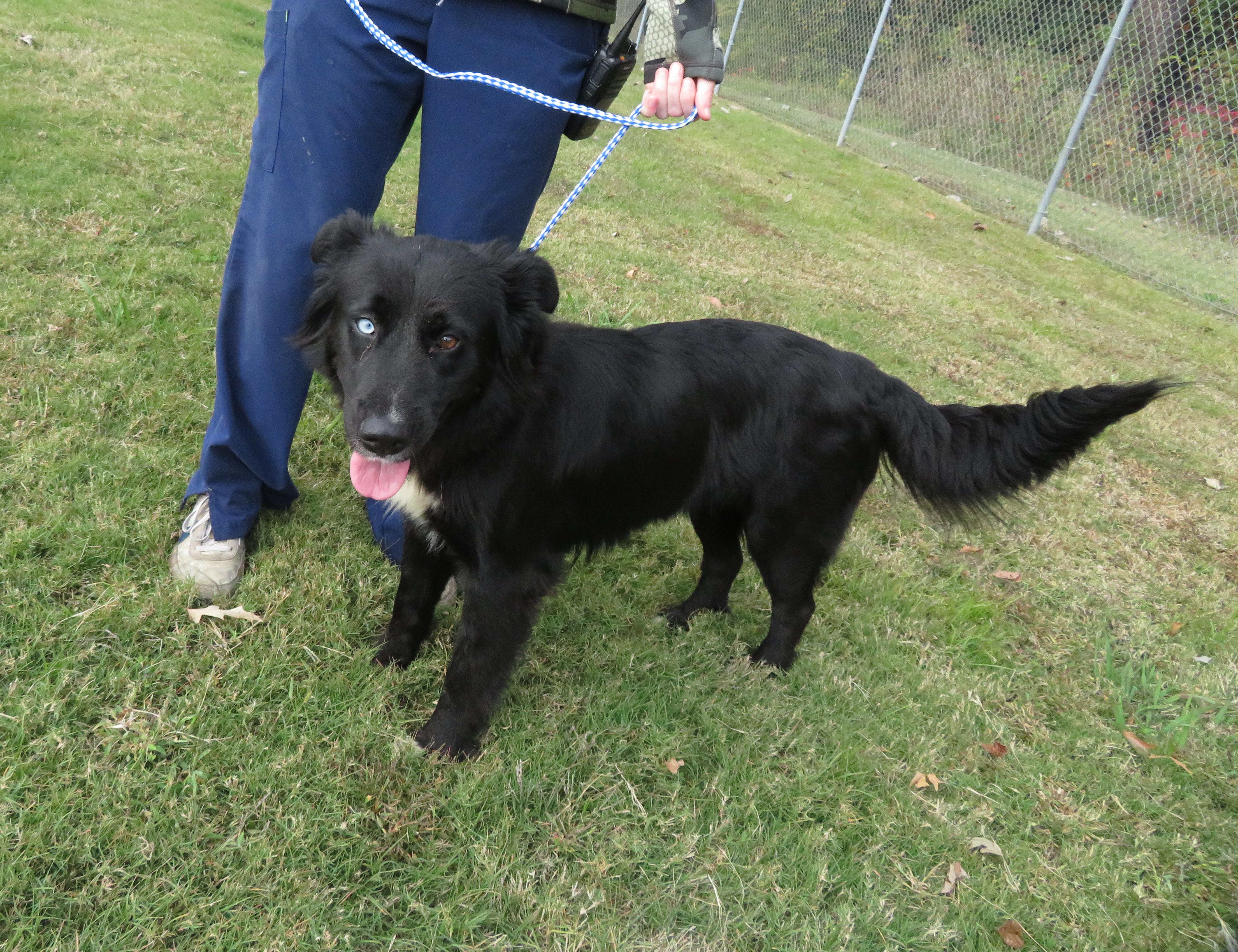 Bindi, a Adoptable mixed breed in Nesbit, MS image 5/5