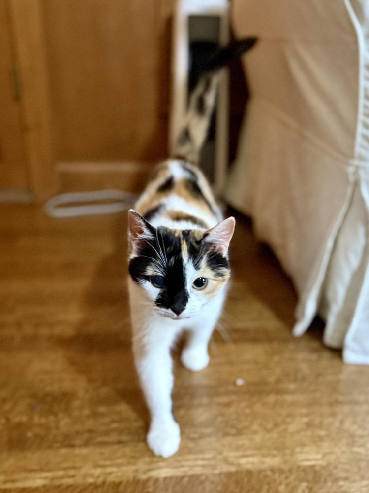 Este, Adoptable, Young Female Domestic Short Hair.