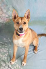 Hillary, a Adoptable mixed breed in Traverse City, MI image 5/5