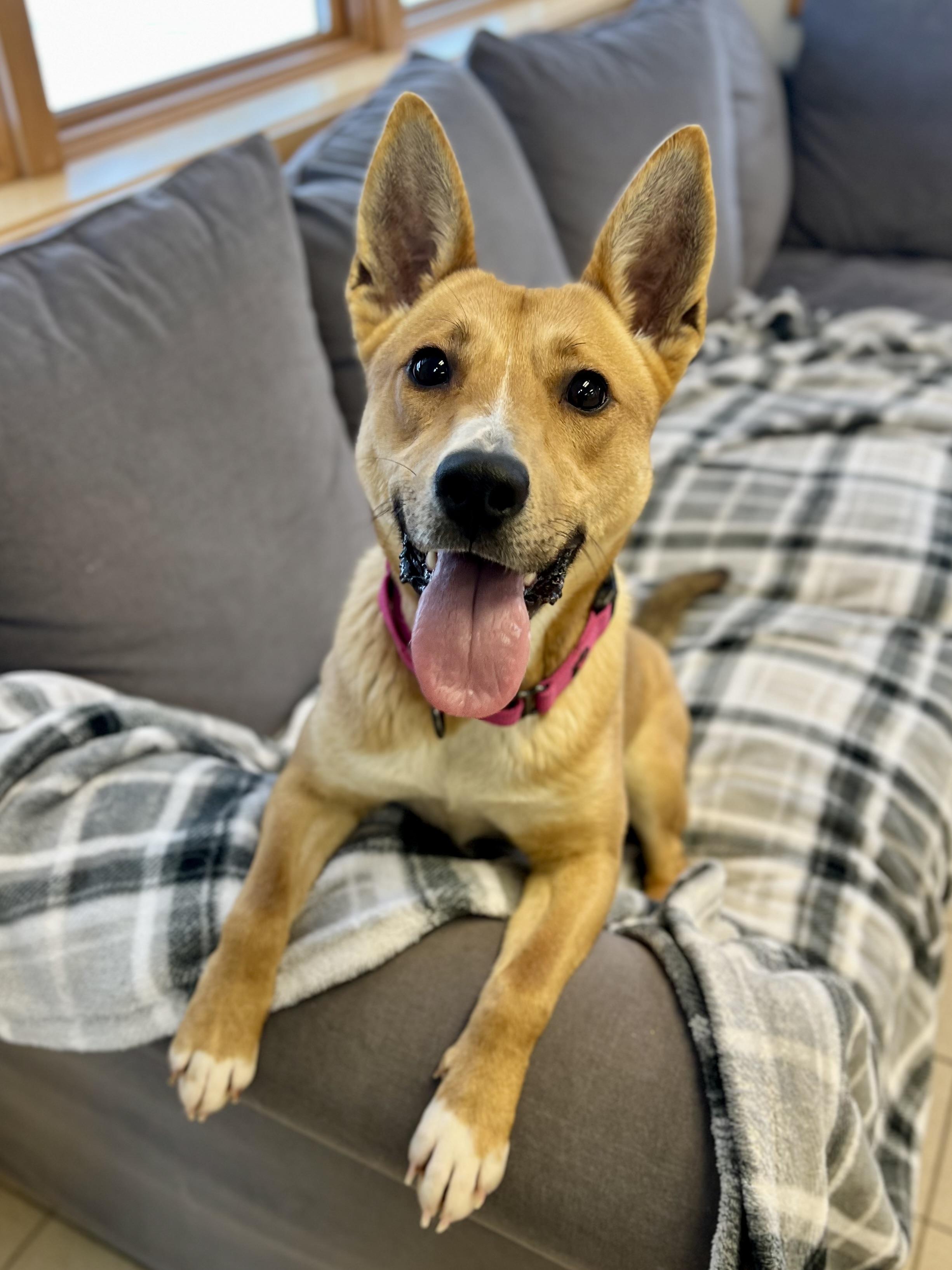 Hillary, a Adoptable mixed breed in Traverse City, MI image 2/5