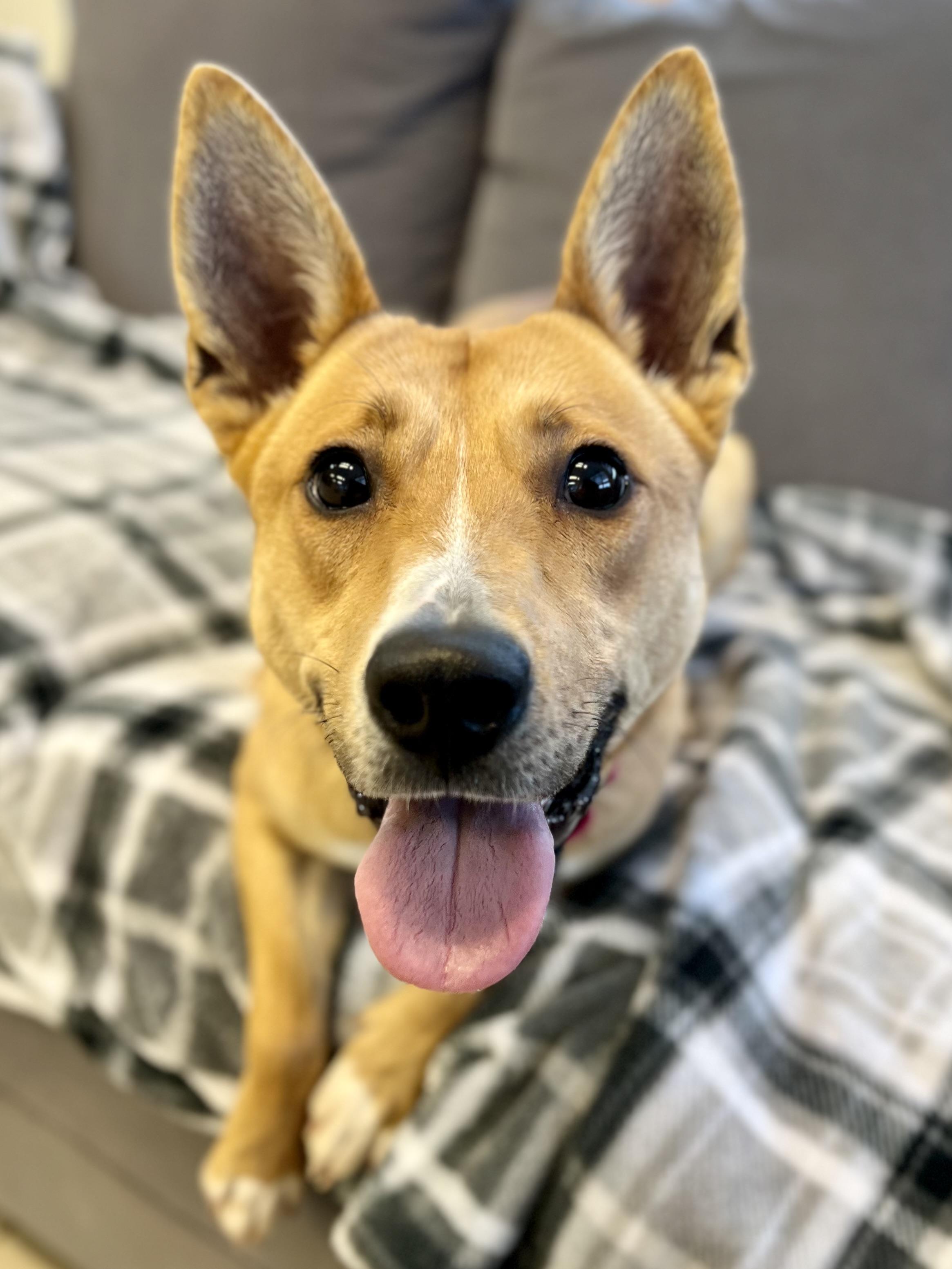 Hillary, a Adoptable mixed breed in Traverse City, MI image 4/5