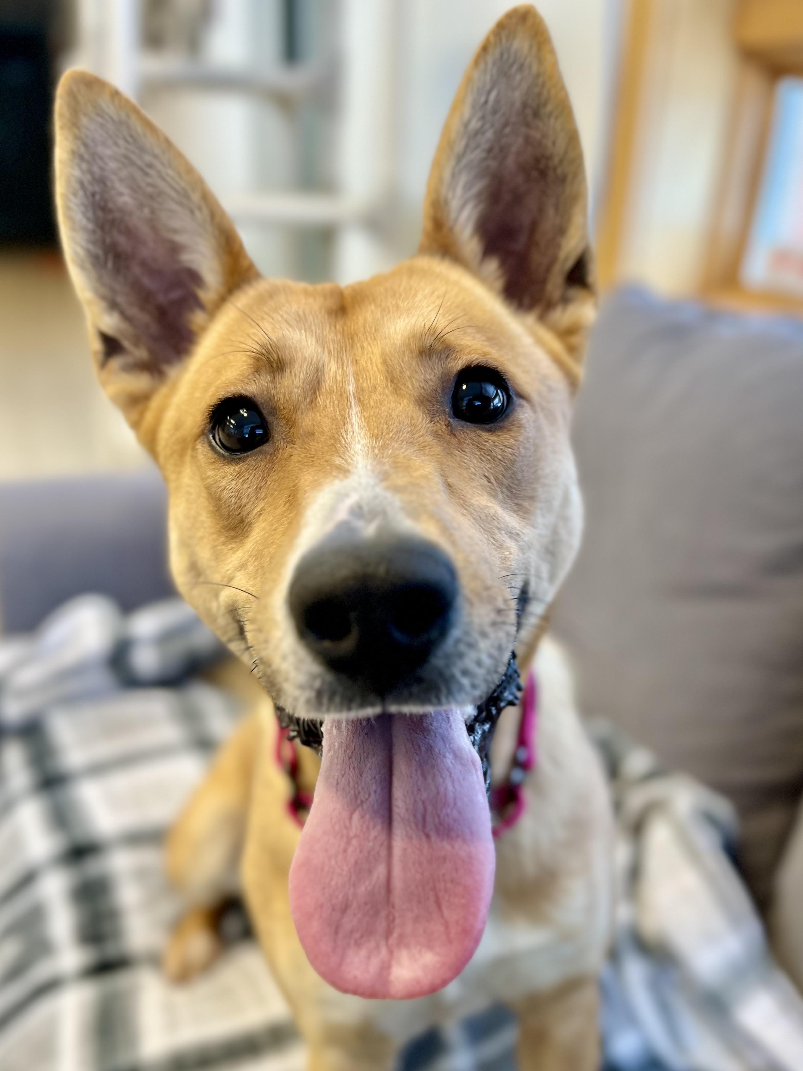 Hillary, a Adoptable mixed breed in Traverse City, MI image 1/5
