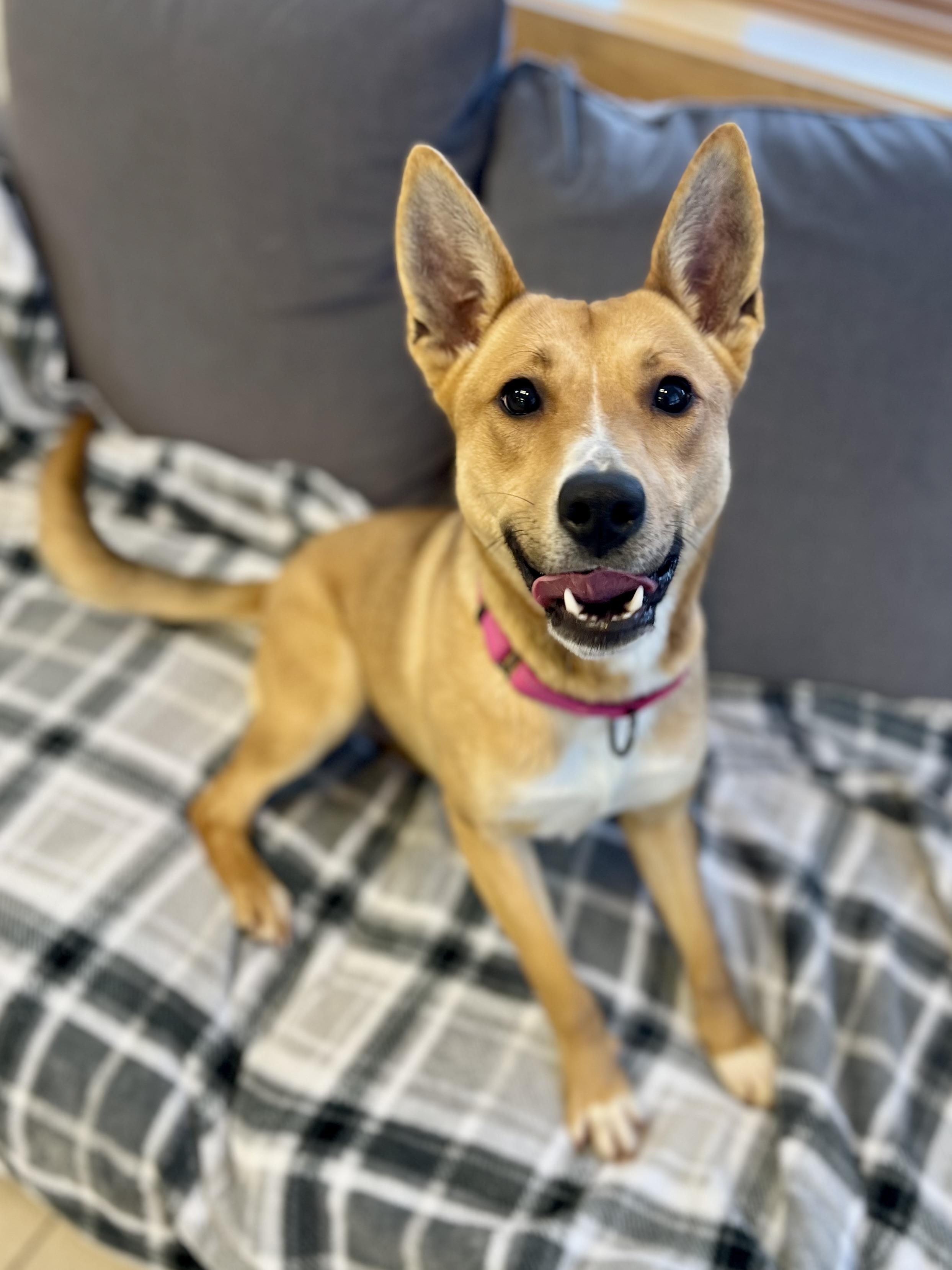 Hillary, a Adoptable mixed breed in Traverse City, MI image 3/5