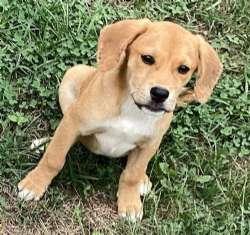 Enlarge Jack, a Adoptable mixed breed in Sudbury, MA image 2/3