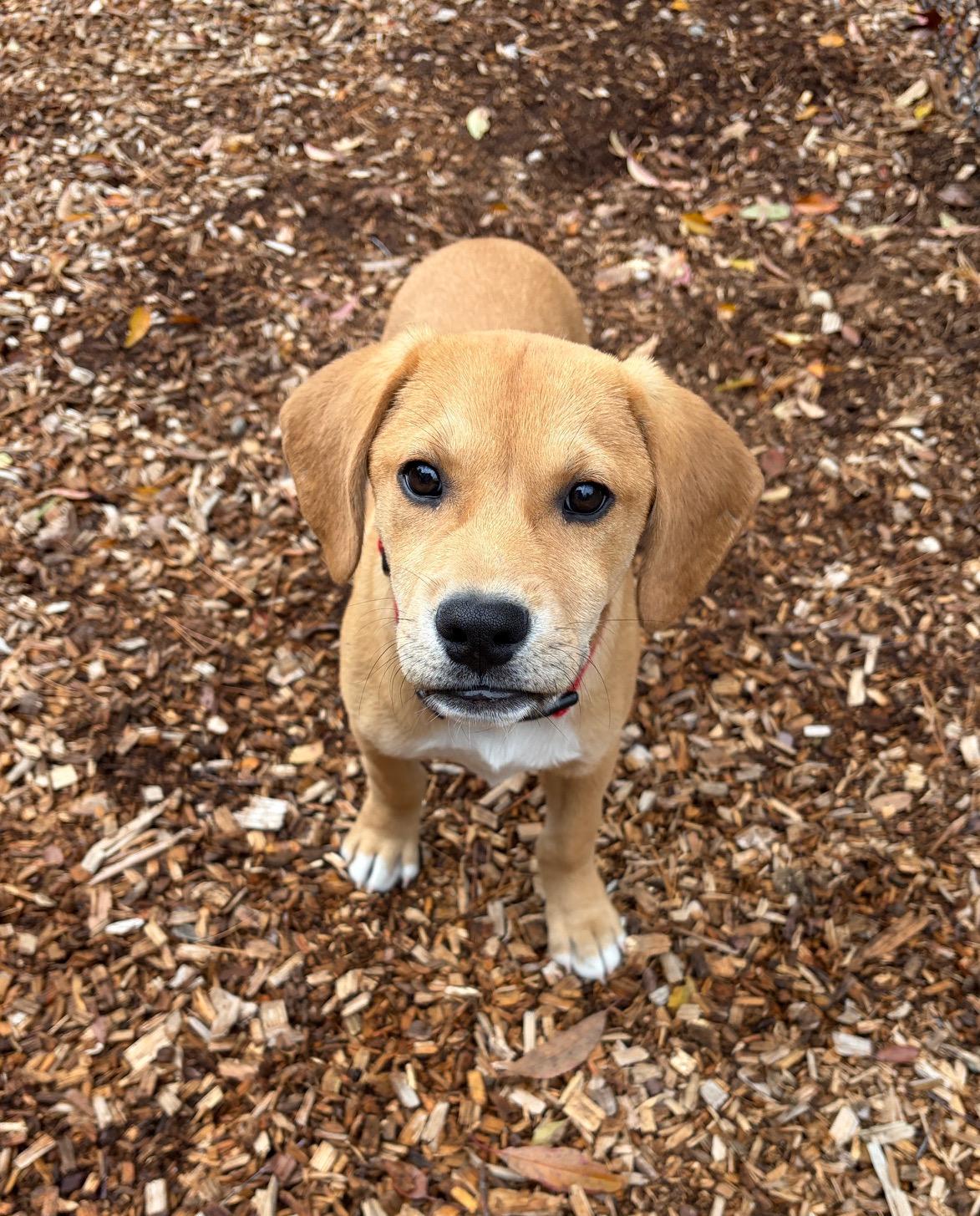 Enlarge Jack, a Adoptable mixed breed in Sudbury, MA image 1/3