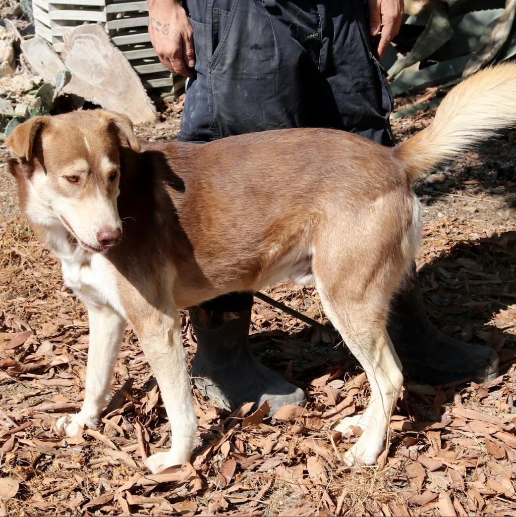 Ruben JuM, a Adoptable mixed breed in Jacksonville, FL image 1/6