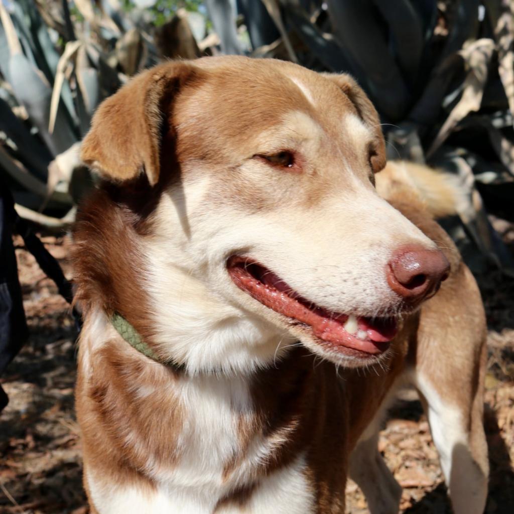 Ruben JuM, a Adoptable mixed breed in Jacksonville, FL image 3/6