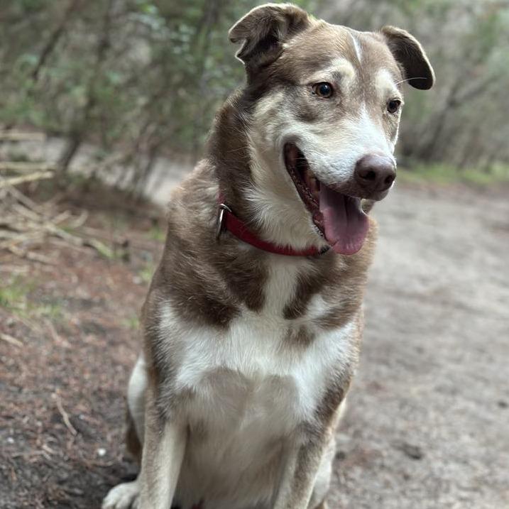 Ruben JuM, a Adoptable mixed breed in Jacksonville, FL image 5/6