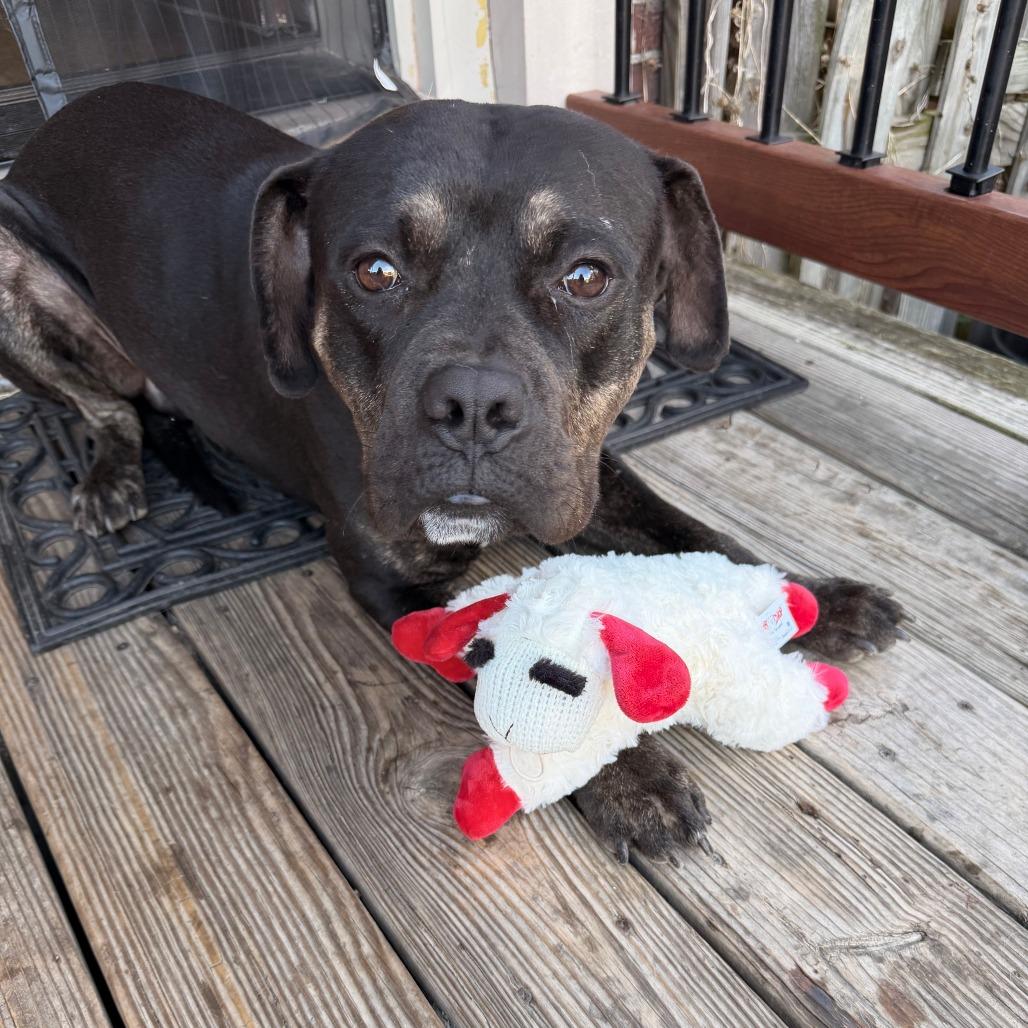 Justice, Adoptable, Adult Male Boxer & Pit Bull Terrier.