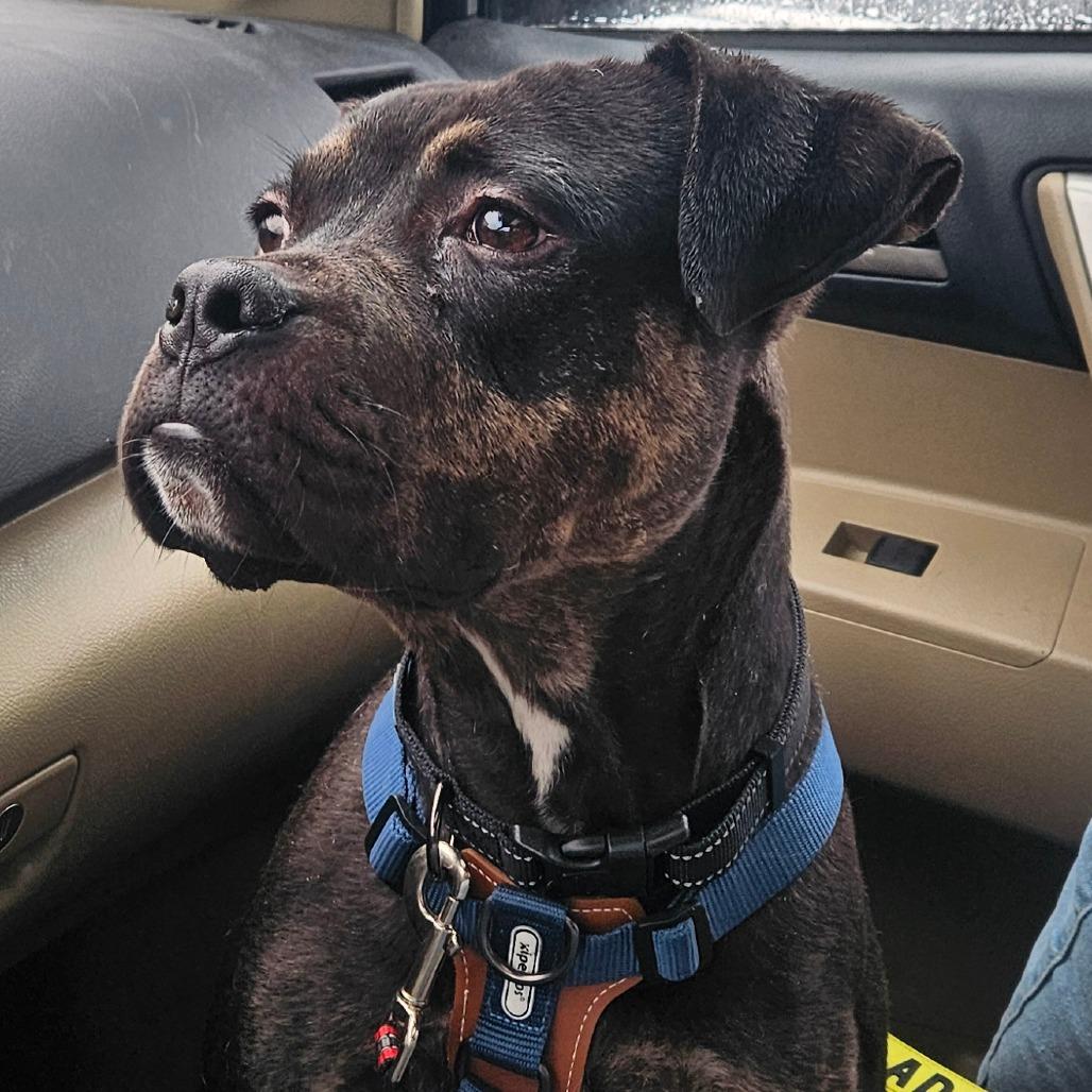 Justice, Adoptable, Adult Male Boxer & Pit Bull Terrier.