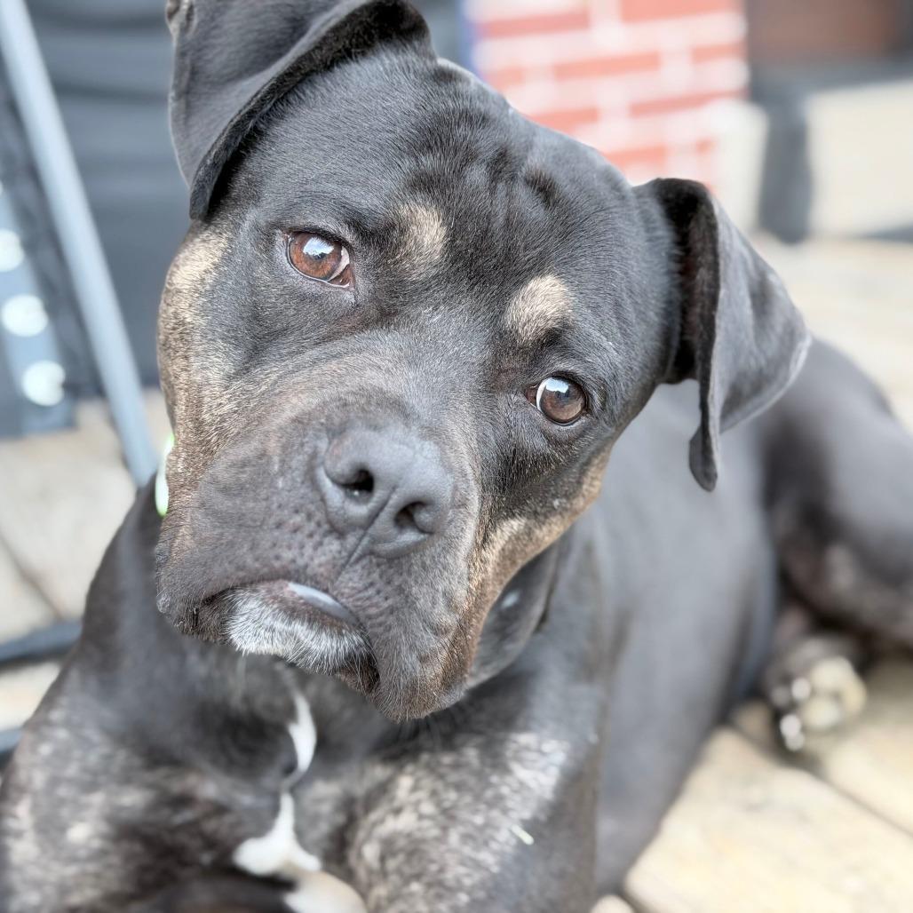 Enlarge Justice, a Adoptable mixed breed in York, PA image 3/6