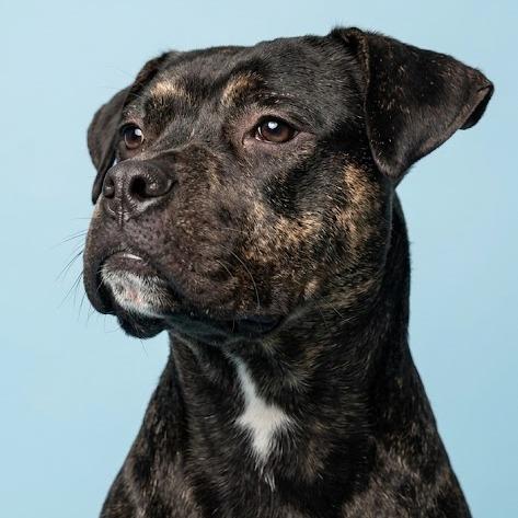Justice, a Adoptable mixed breed in York, PA image 2/4