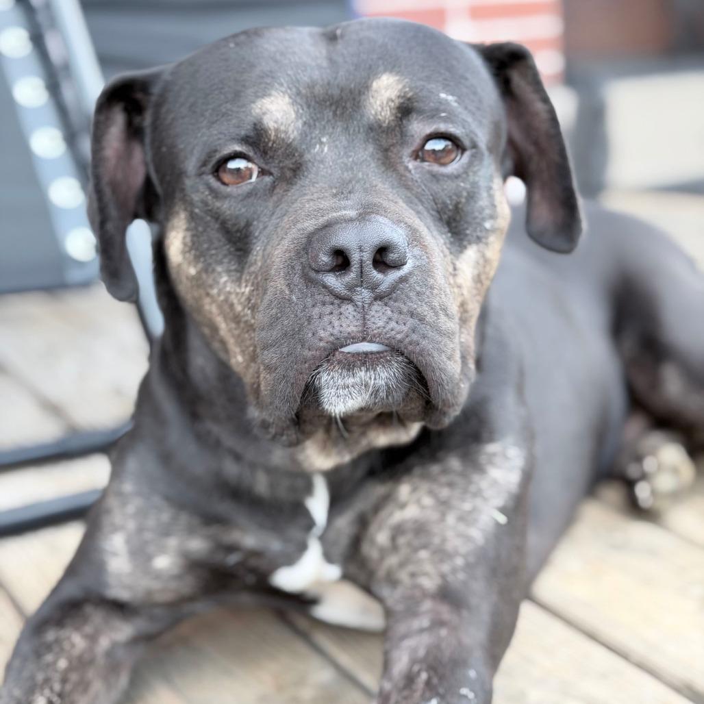 Enlarge Justice, a Adoptable mixed breed in York, PA image 4/6