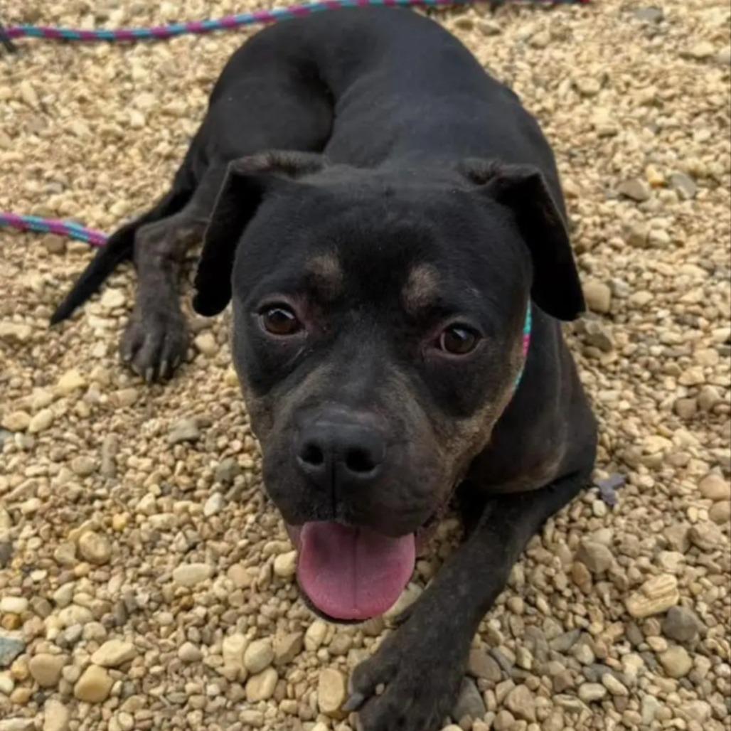 Justice, a Adoptable mixed breed in York, PA image 3/4