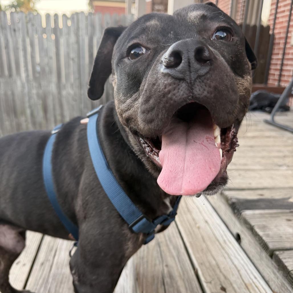Justice, a Adoptable mixed breed in York, PA image 5/6