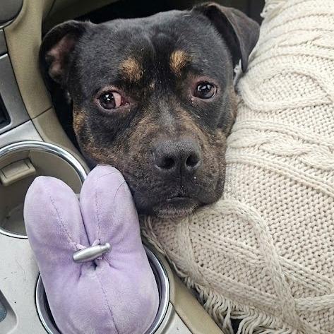 Justice, a Adoptable mixed breed in York, PA image 4/4
