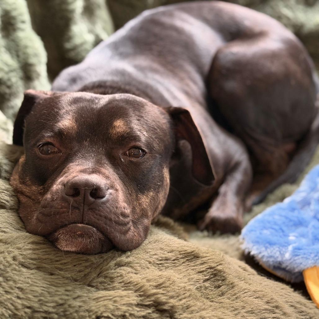 Enlarge Justice, a Adoptable mixed breed in York, PA image 6/6