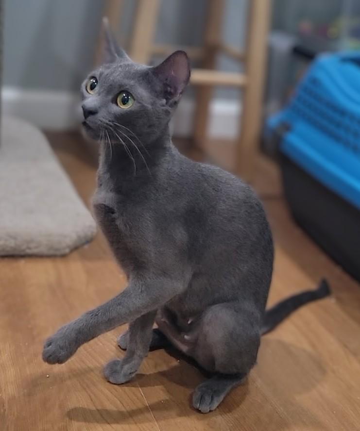 Lady Grey, a ADOPTABLE Domestic Short Hair in Irvine, CA image 2/4