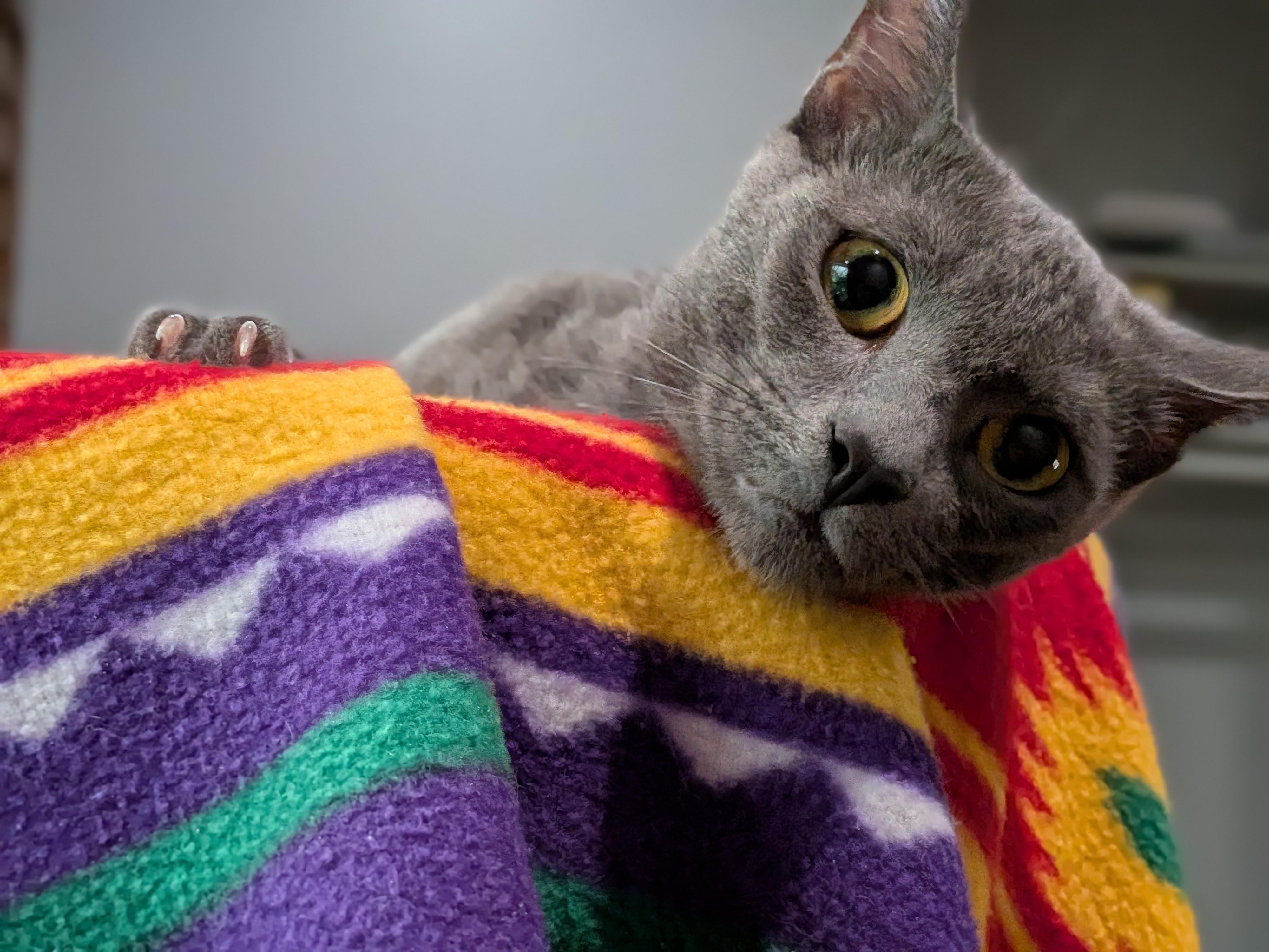 Lady Grey, a ADOPTABLE Domestic Short Hair in Irvine, CA image 3/4