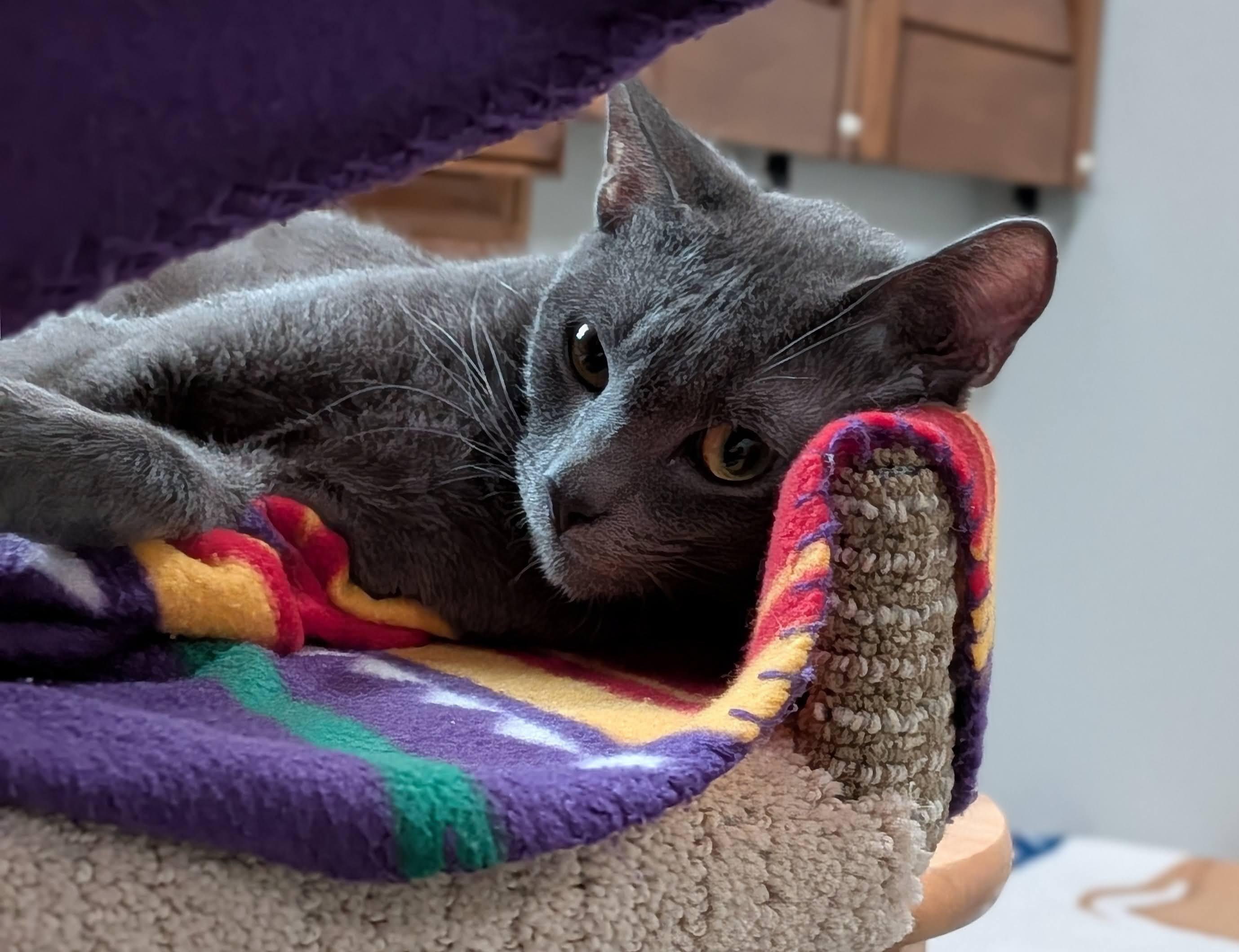 Lady Grey, a ADOPTABLE Domestic Short Hair in Irvine, CA image 4/4