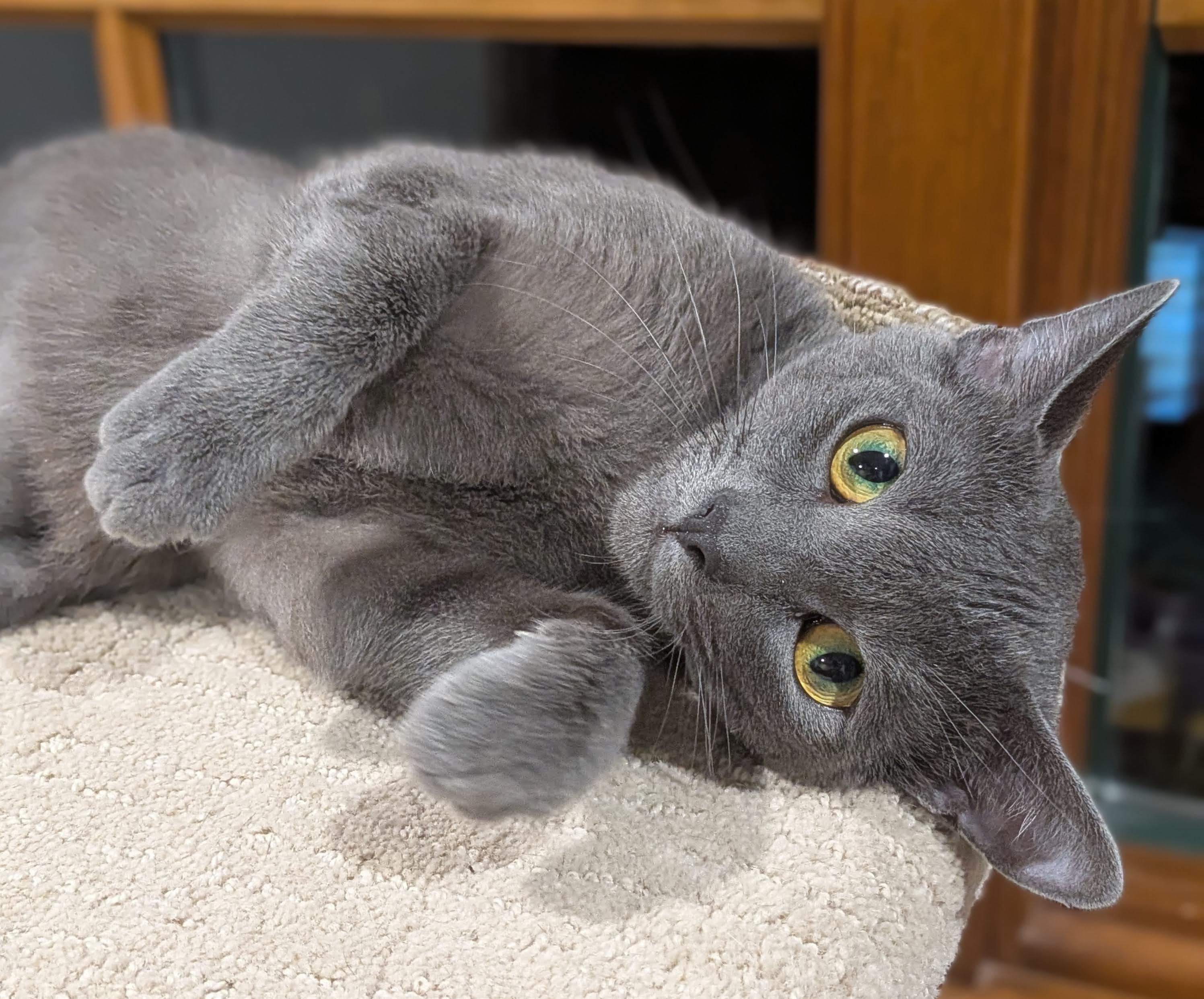 Lady Grey, a ADOPTABLE Domestic Short Hair in Irvine, CA image 1/4
