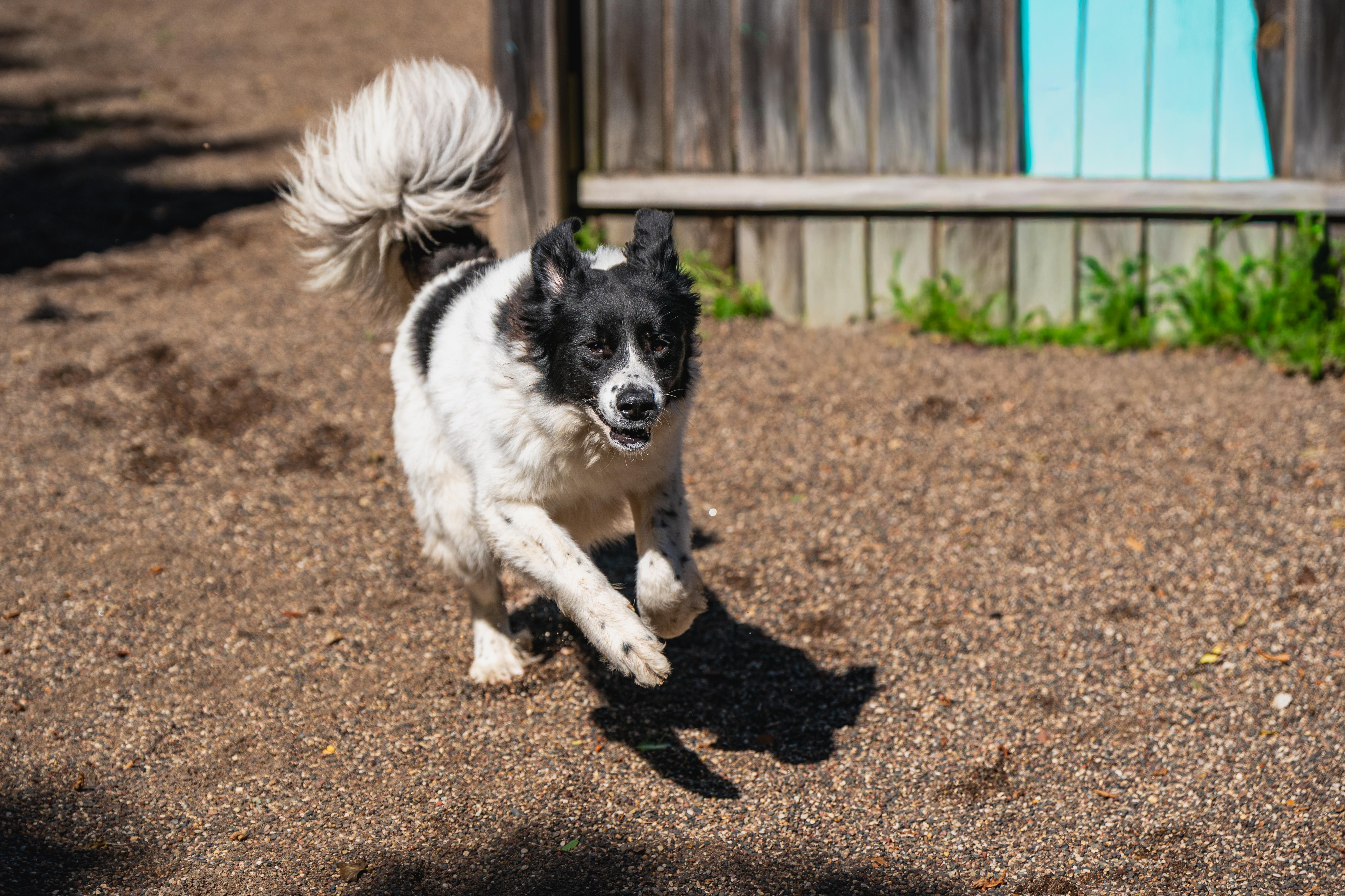 Chase, an adopted Great Pyrenees in Red Wing, MN image 4/6
