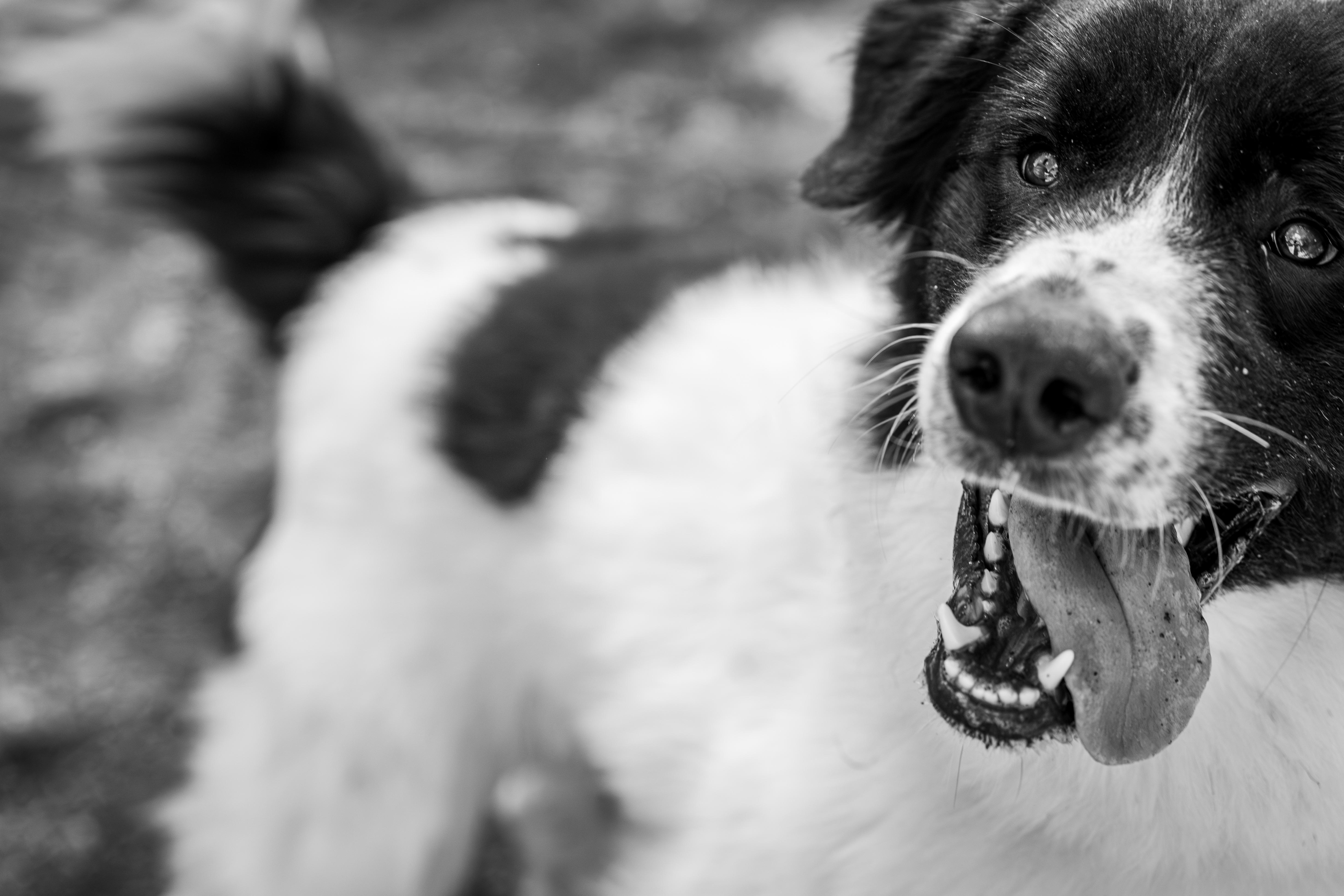 Chase, an adopted Great Pyrenees in Red Wing, MN image 6/6