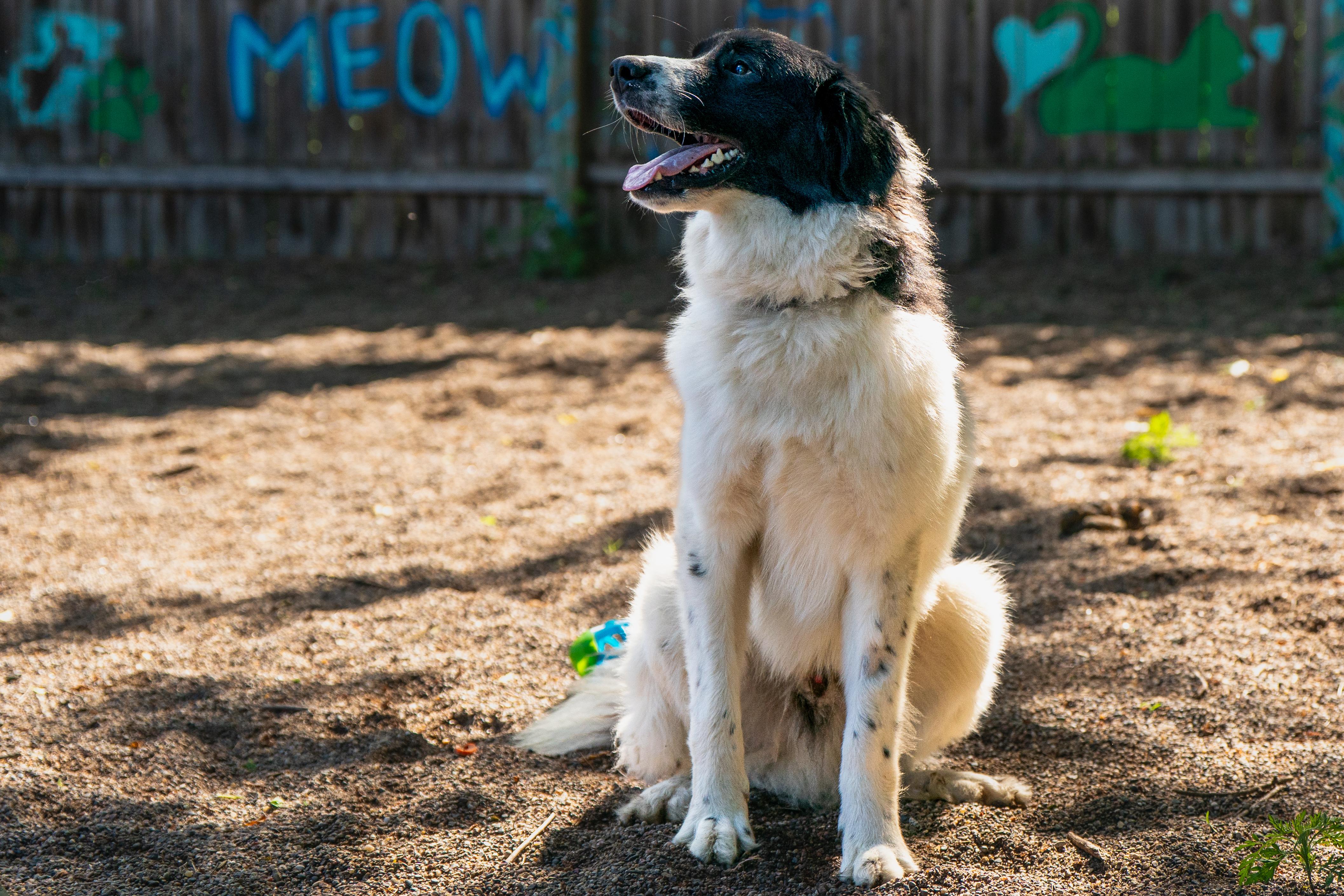 Chase, an adopted Great Pyrenees in Red Wing, MN image 5/6