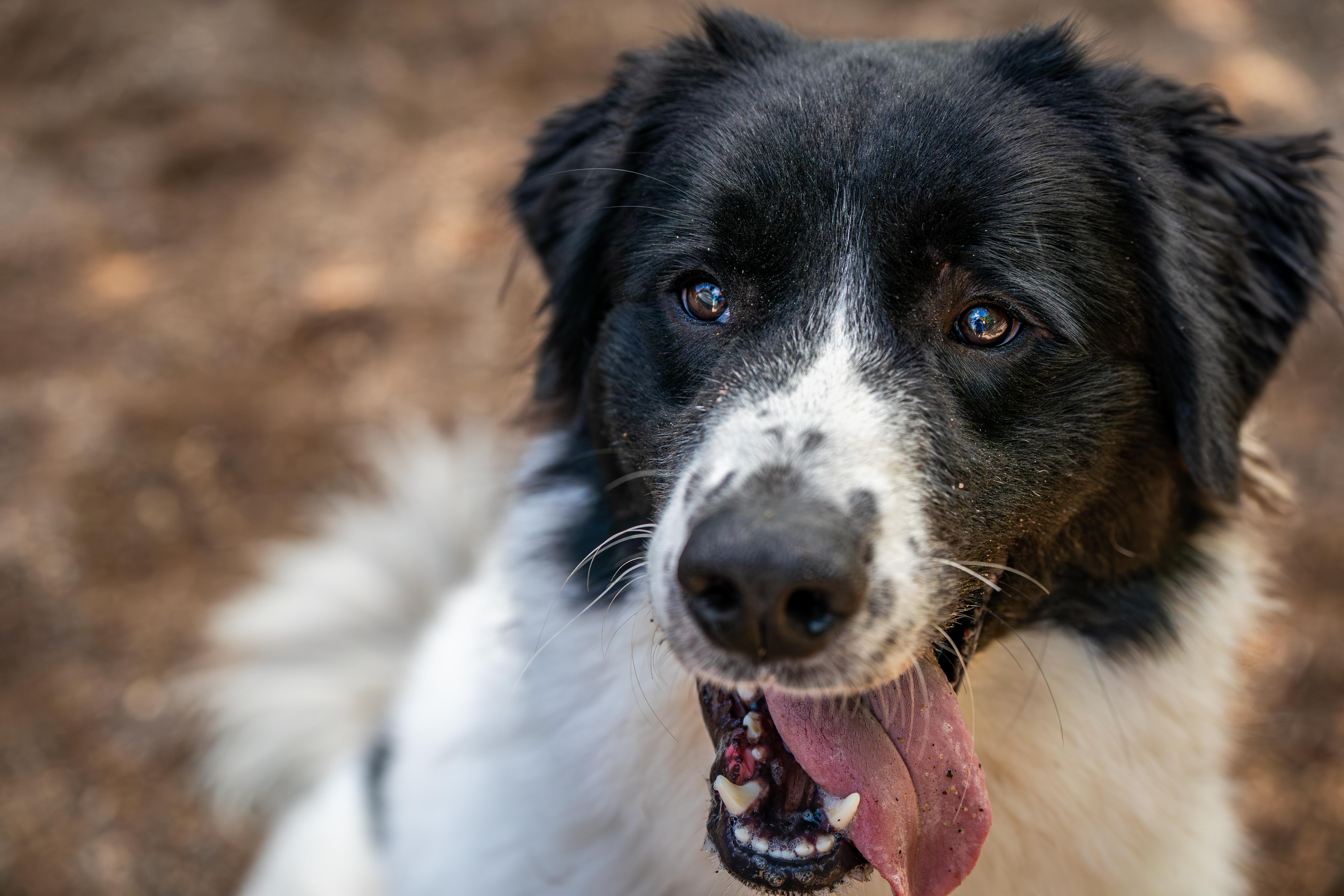 Chase, adopted, Young Male Great Pyrenees.