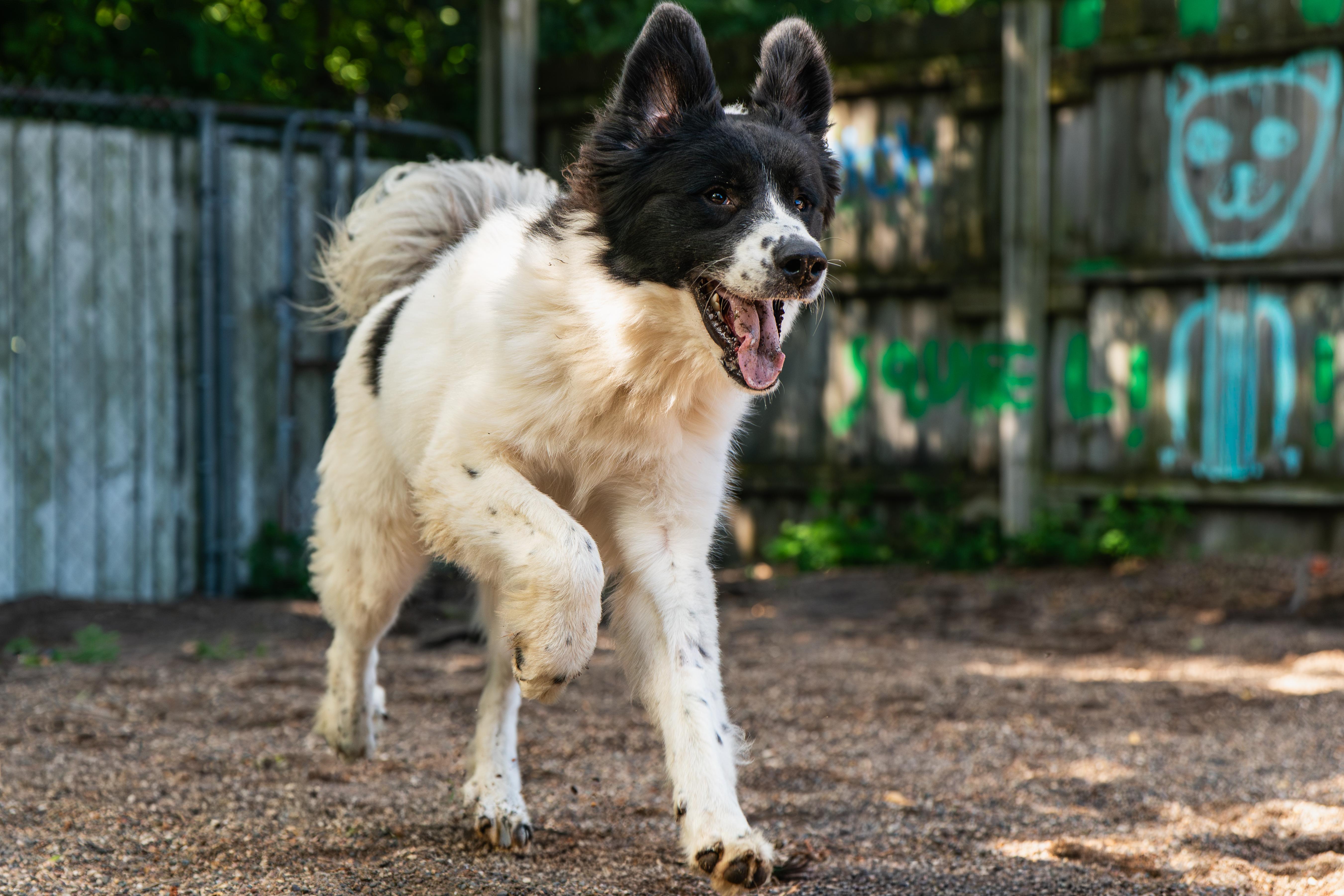 Chase, an adopted Great Pyrenees in Red Wing, MN image 2/6