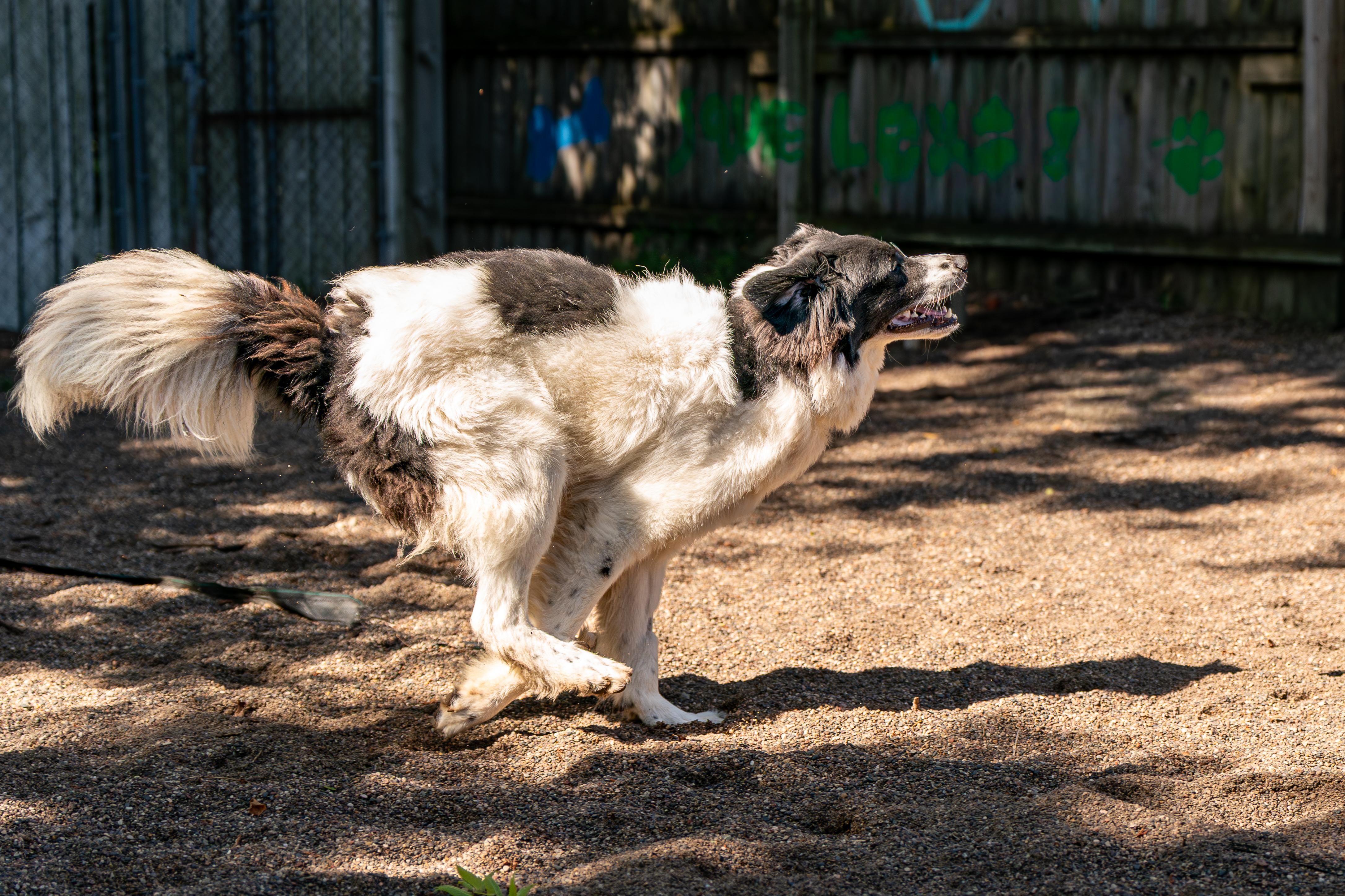 Chase, an adopted Great Pyrenees in Red Wing, MN image 3/6