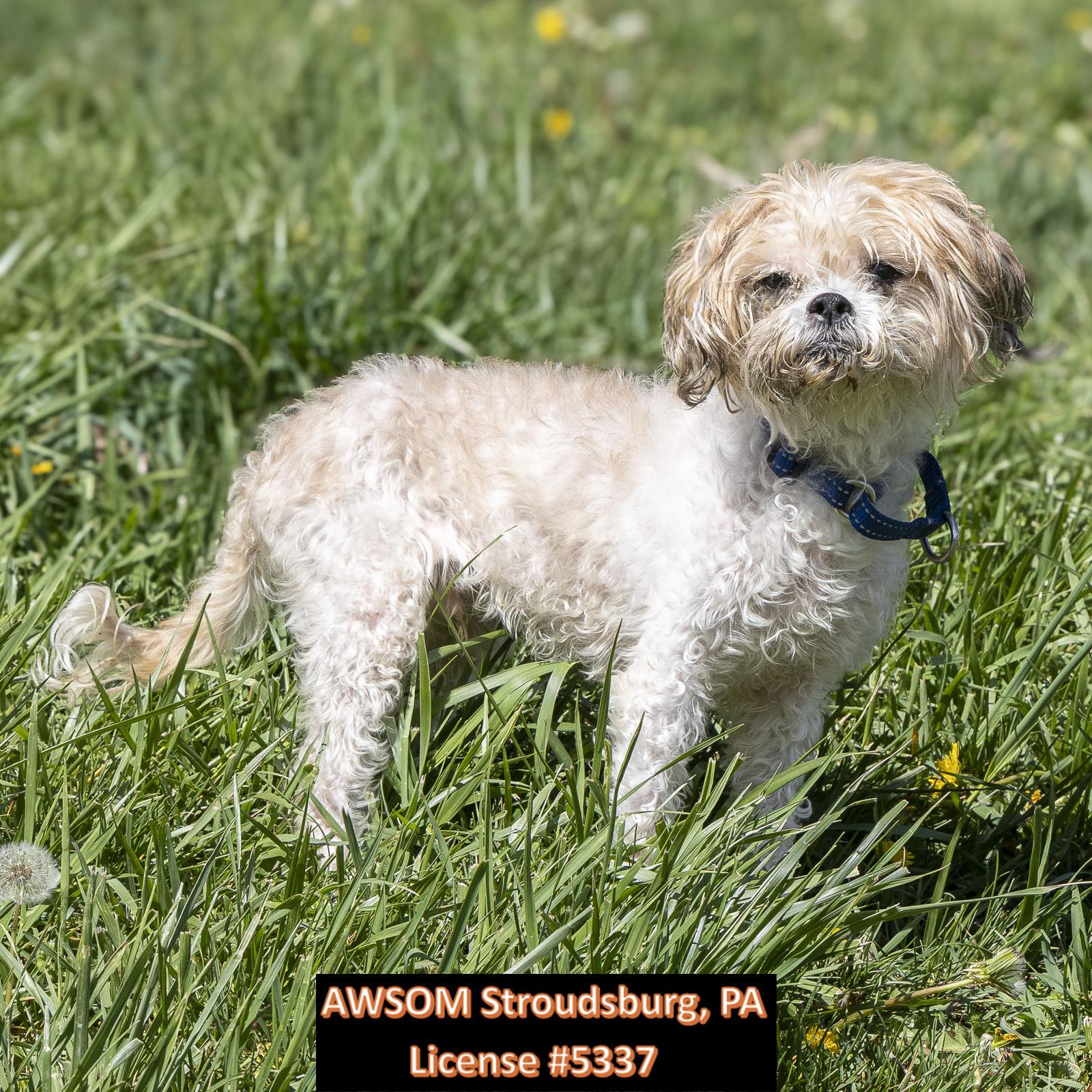 Herbert, ADOPTABLE, Adult Male Maltipoo.