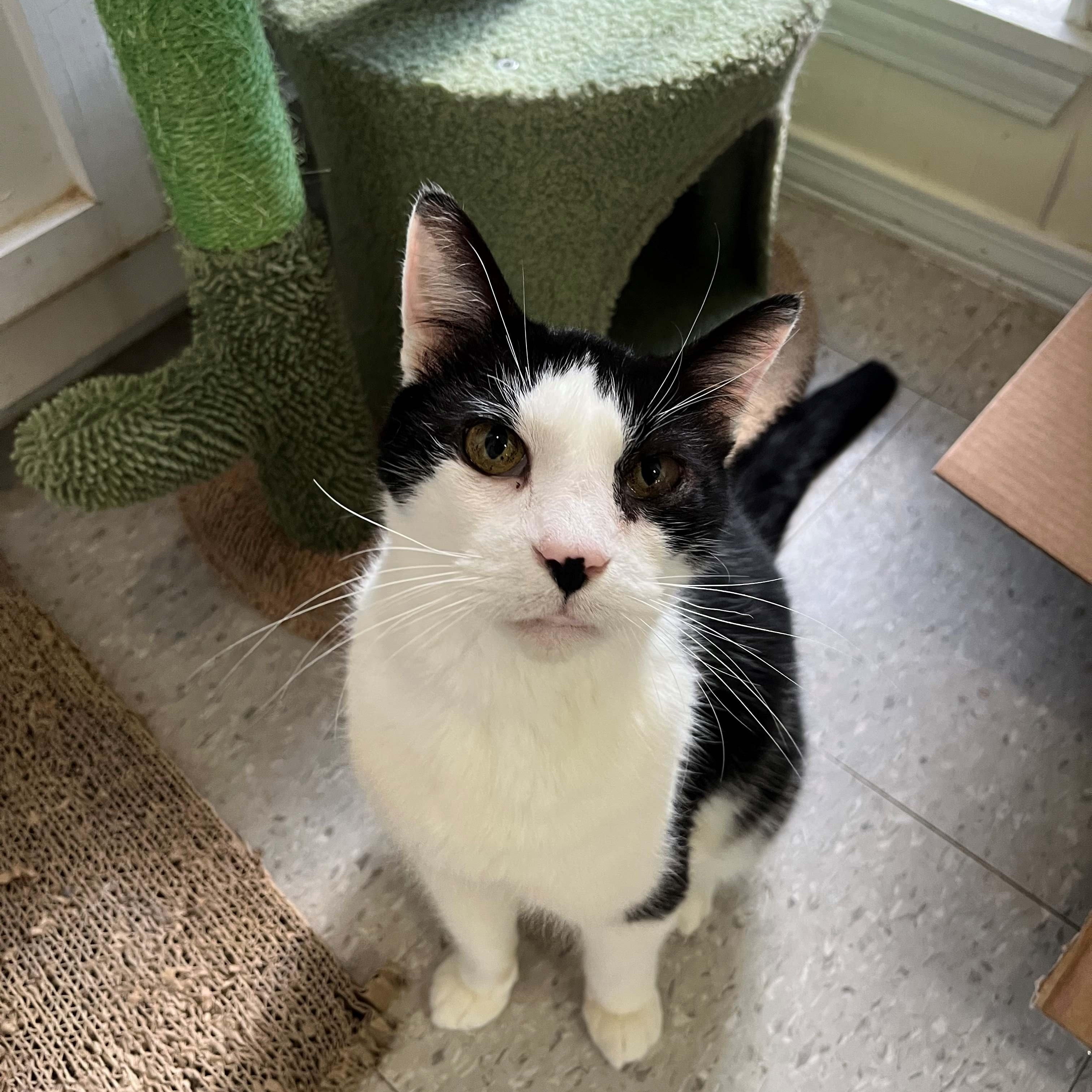 Enlarge Ringo Starr, a Adoptable Domestic Short Hair in Baton Rouge, LA image 1/2