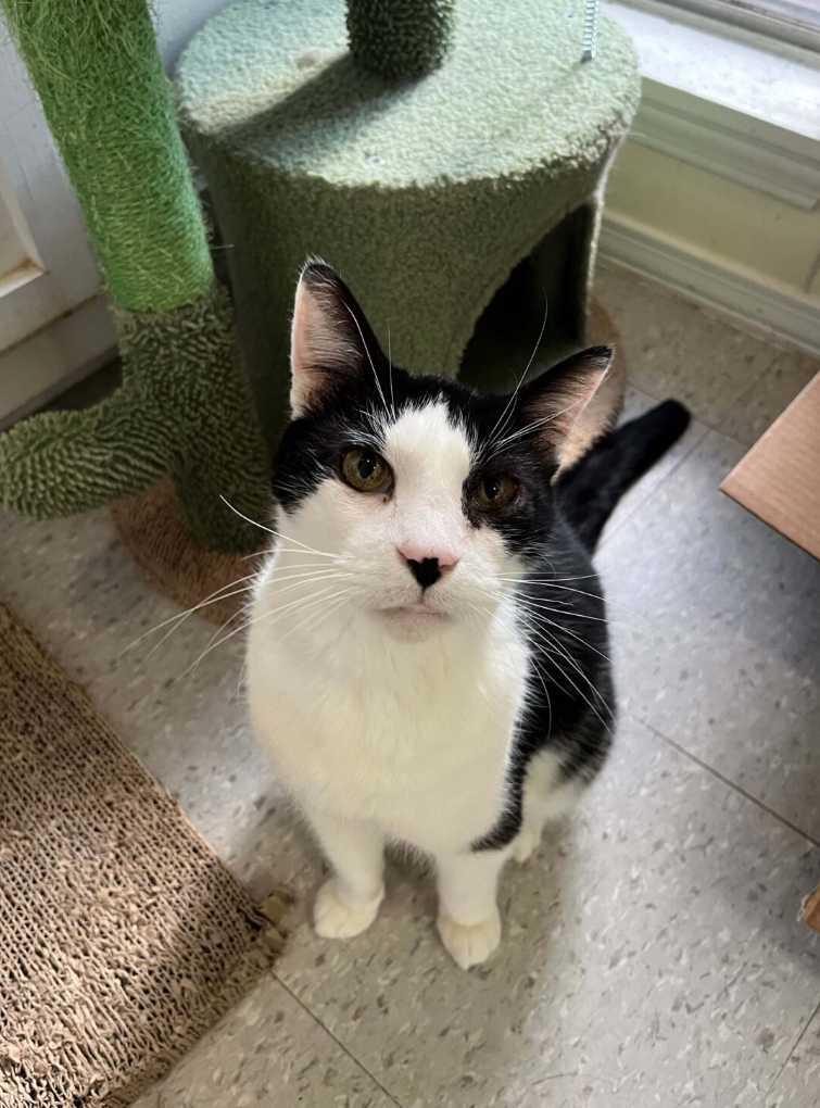 Enlarge Ringo Starr, a Adoptable Domestic Short Hair in Baton Rouge, LA image 2/2