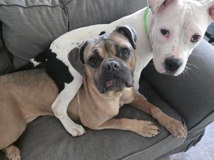 El pablo, a Adoptable Mixed Breed in Atlanta, GA image 1/3